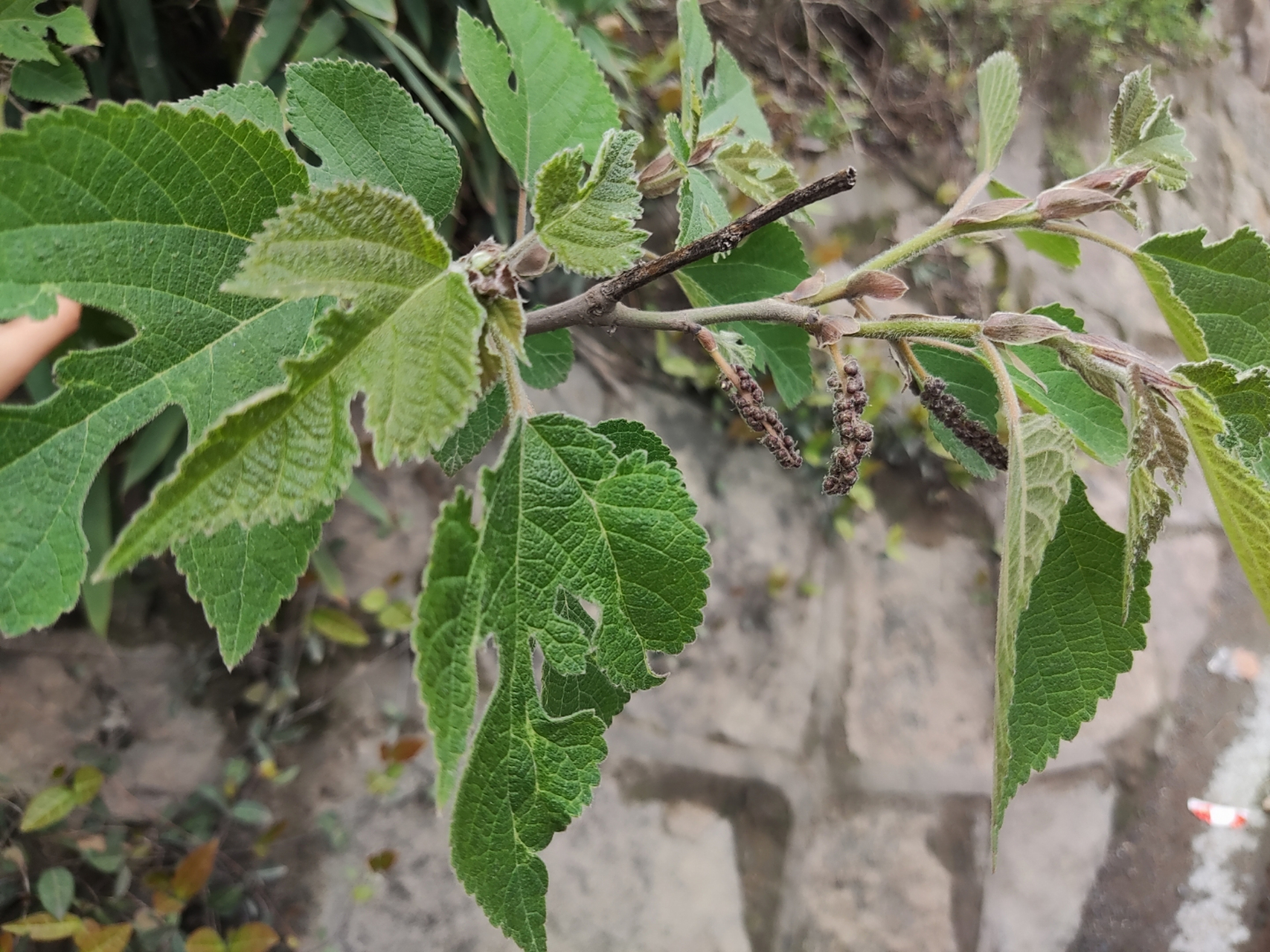 记录农村生活#  小时候也只知道钩树穗是可以吃的,又名楮桃树.