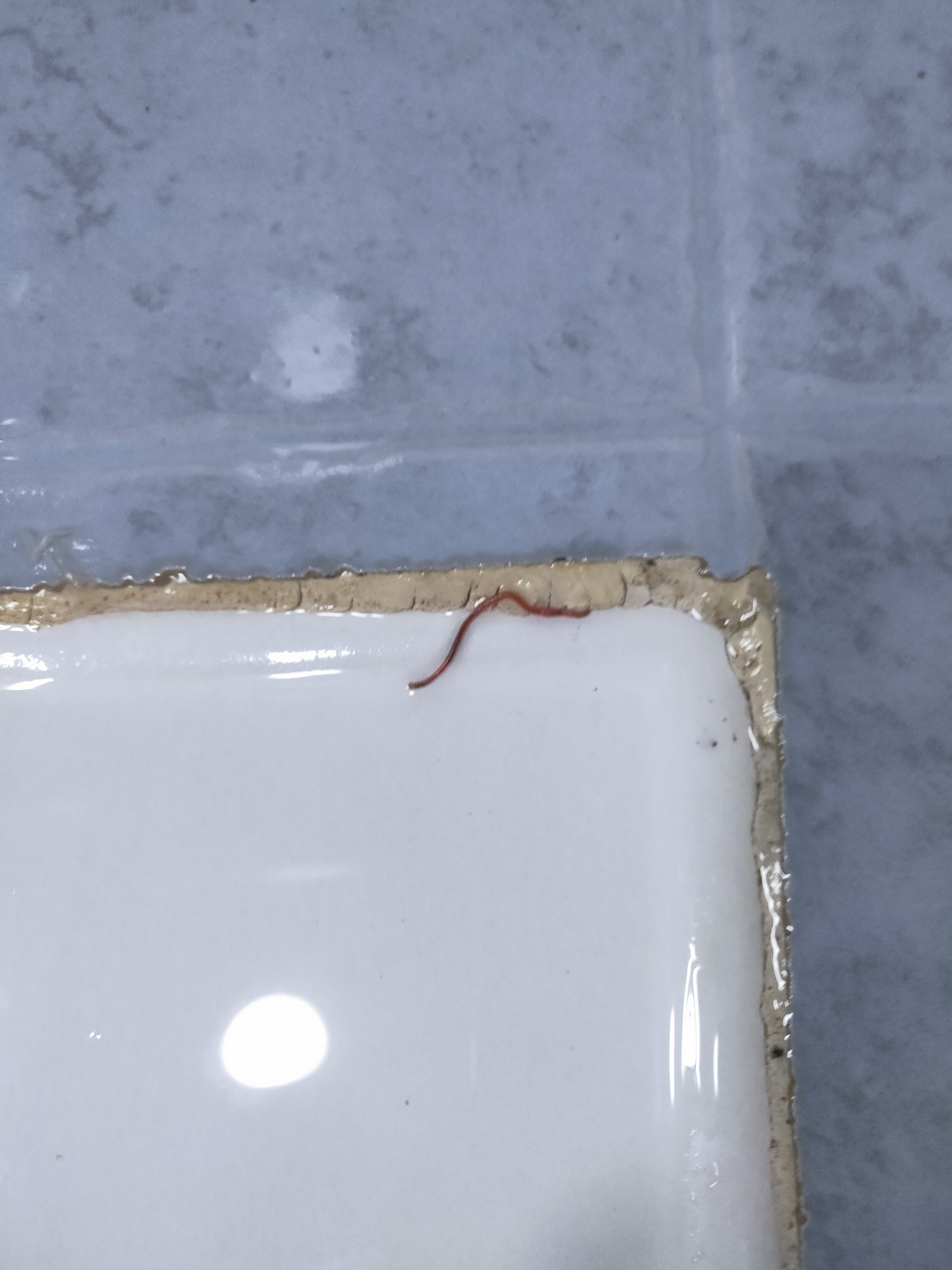 厕所里发现这种像寄生虫的东西是什么虫子?