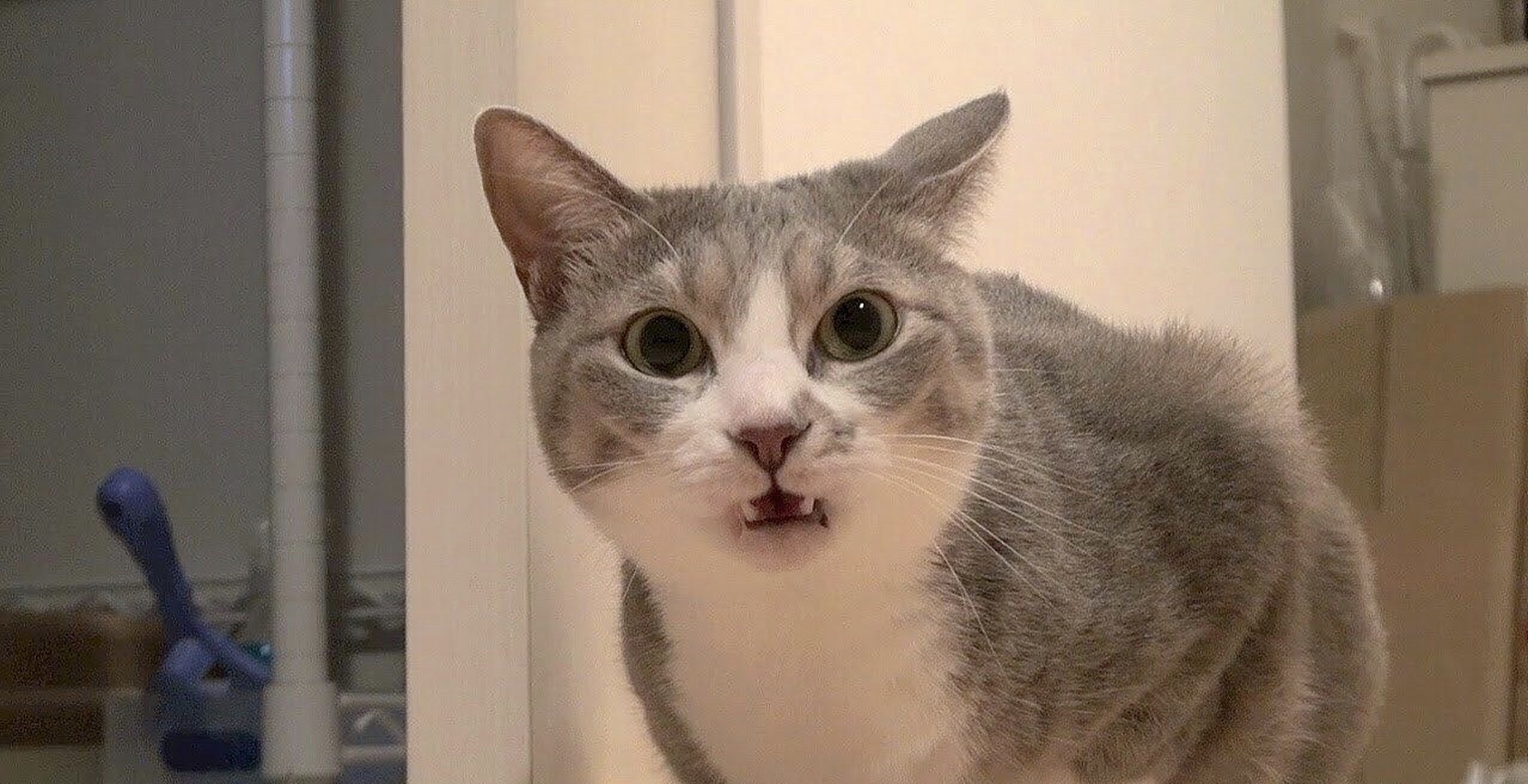 在浙涨知识# 有时猫咪会突然做出"吃惊发愣的表情",这种像傻瓜脸一样