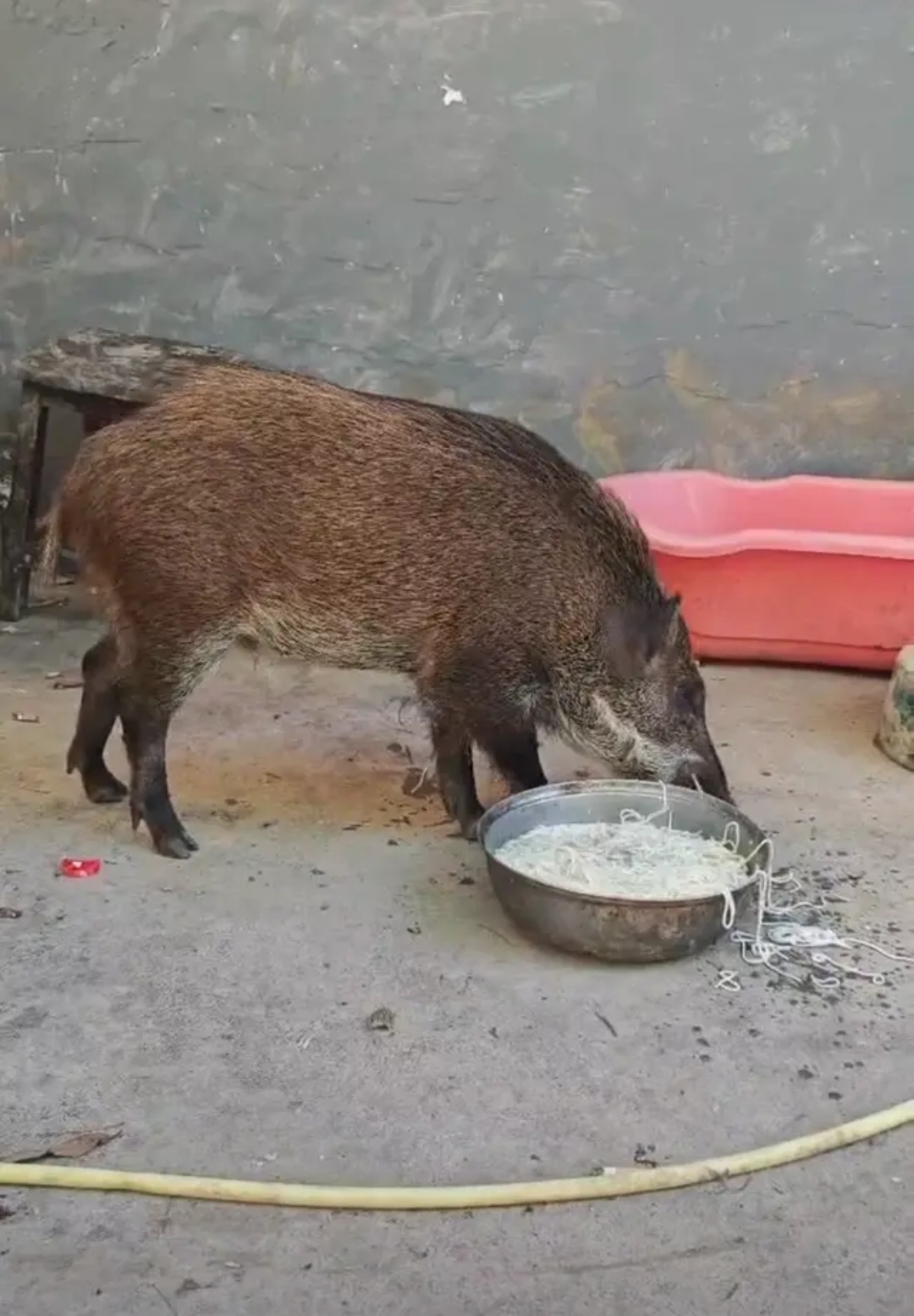 广东一男子家中闯进野猪,男子见它饿了,就煮面条喂它吃,没想到野猪吃