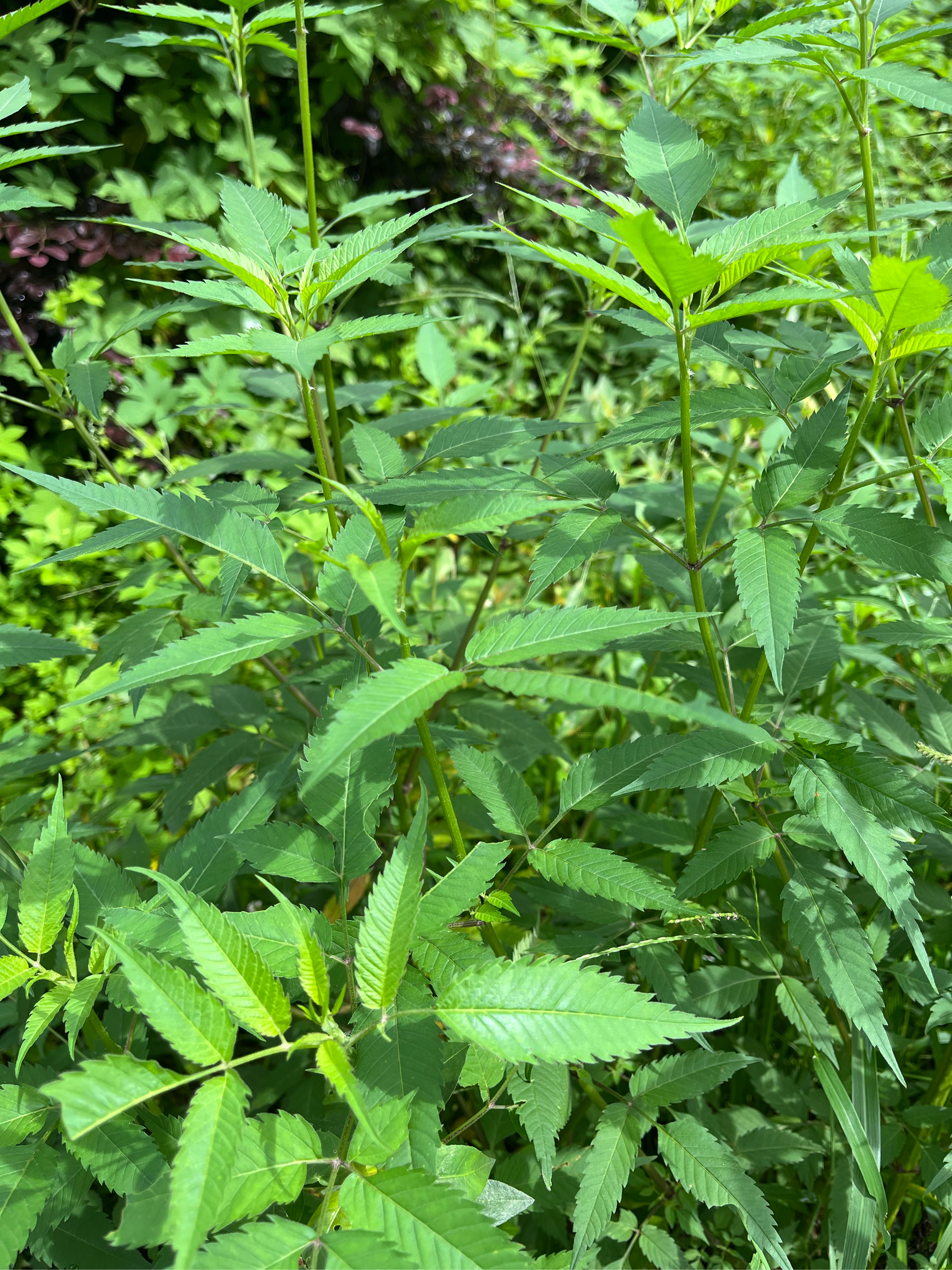 老婆针植物的图片图片