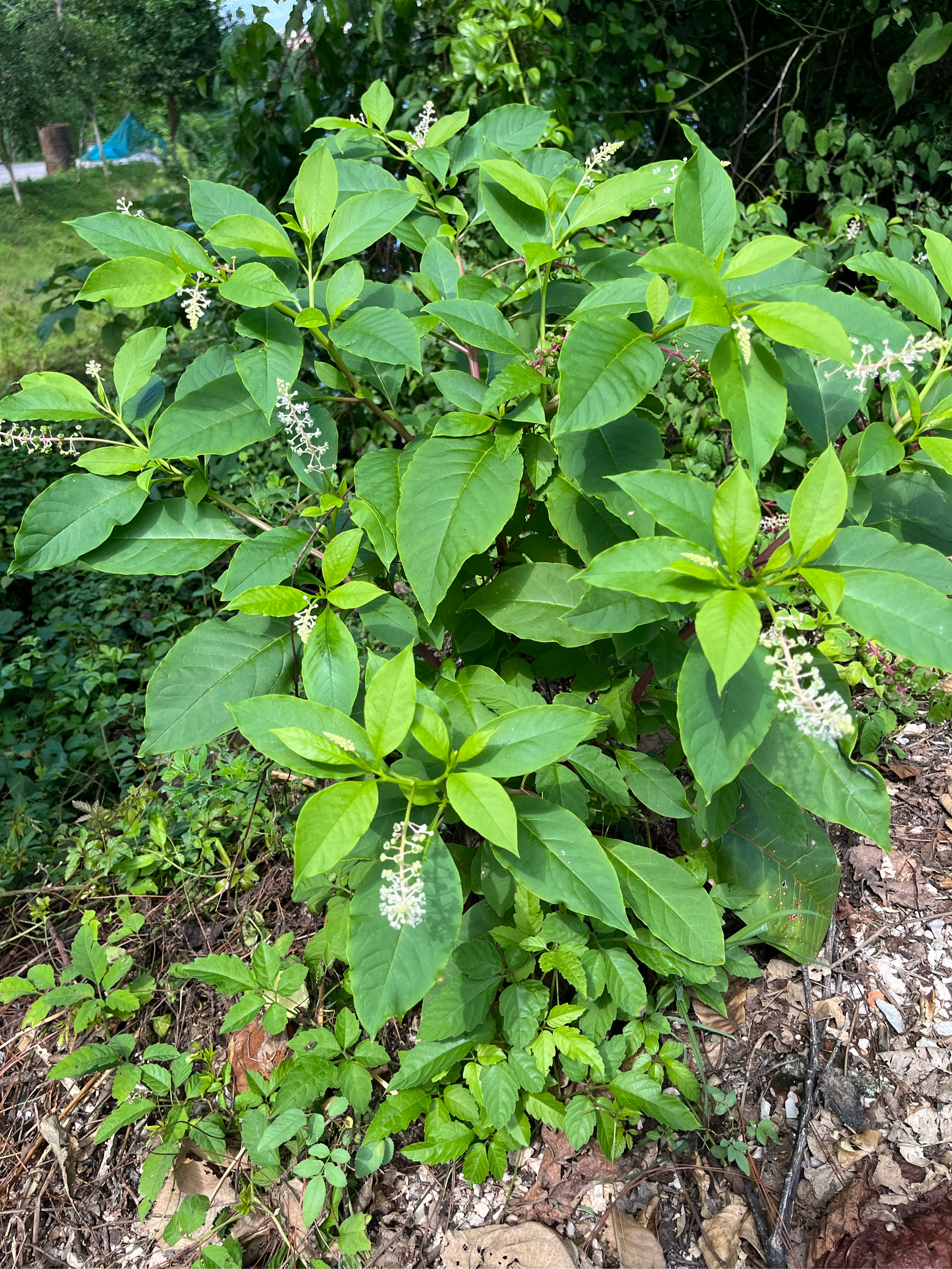 动态连更挑战 商陆  药用植物  有毒