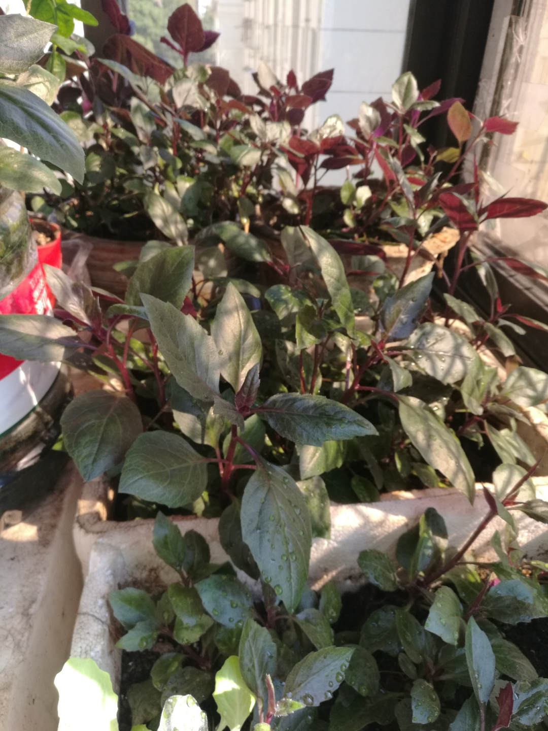 我们老家叫红三七,我之前超市买菜买的,把老的根部扦插在阳台花盆里