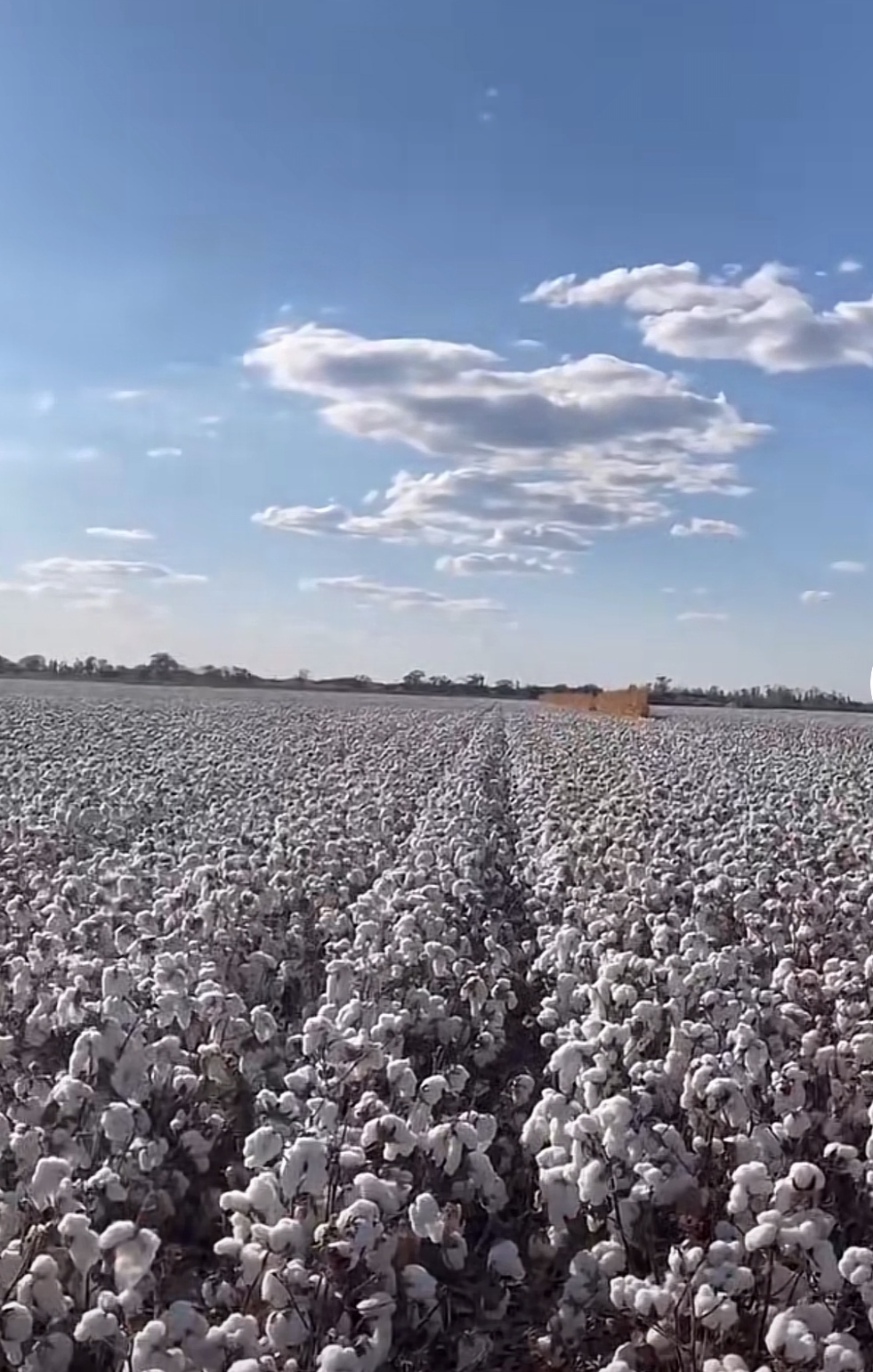 这棉花田也太治愈了,看着都暖和!#动态连更挑战