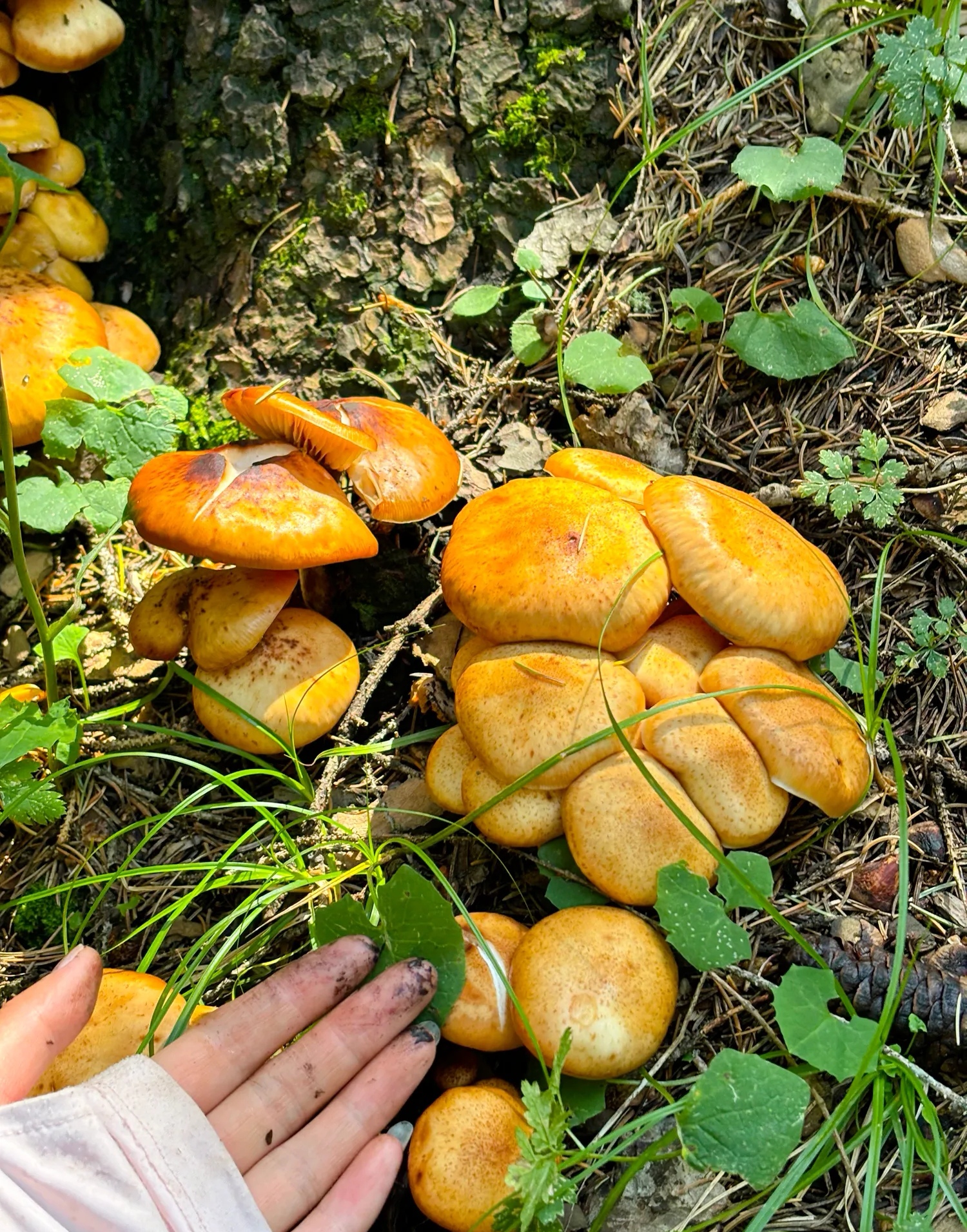 却发现了一大片橙色的野蘑菇,看着肉乎乎的