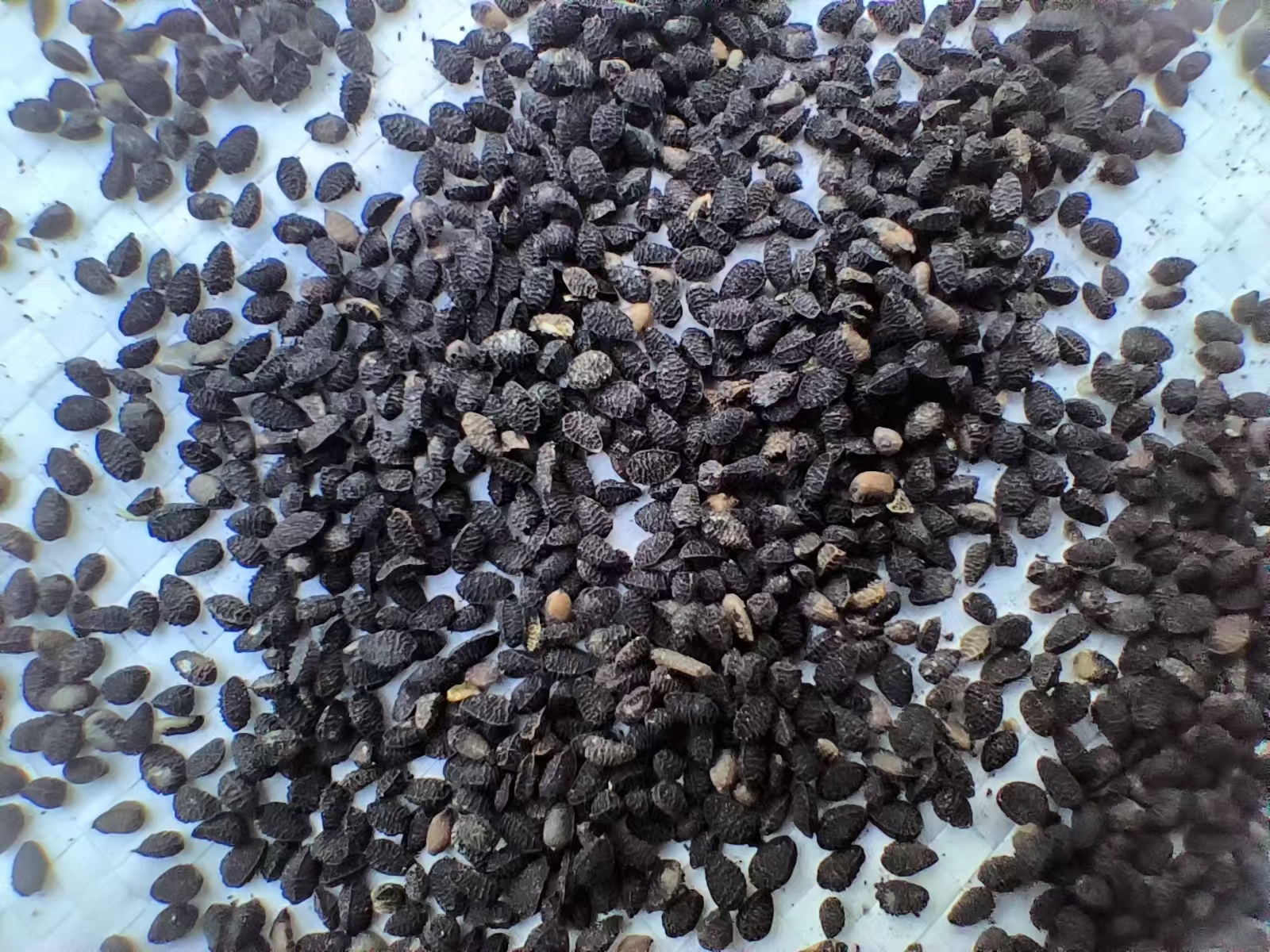 黑草种子,撒下去就是一片绿意盎然,仿佛整个世界都被染上了生机