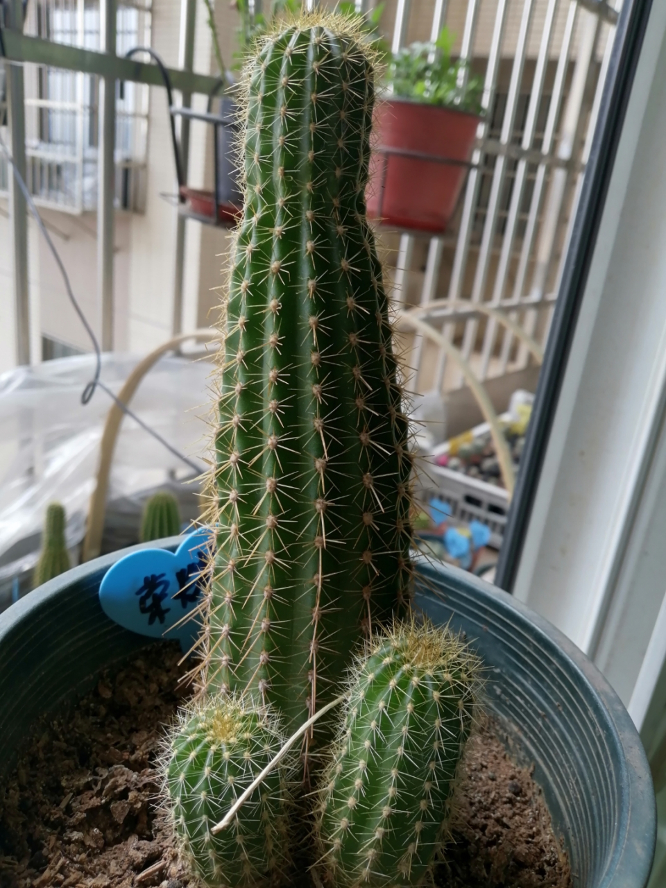 有懂的花友帮我看看,这个是荣耀毛花柱吗?