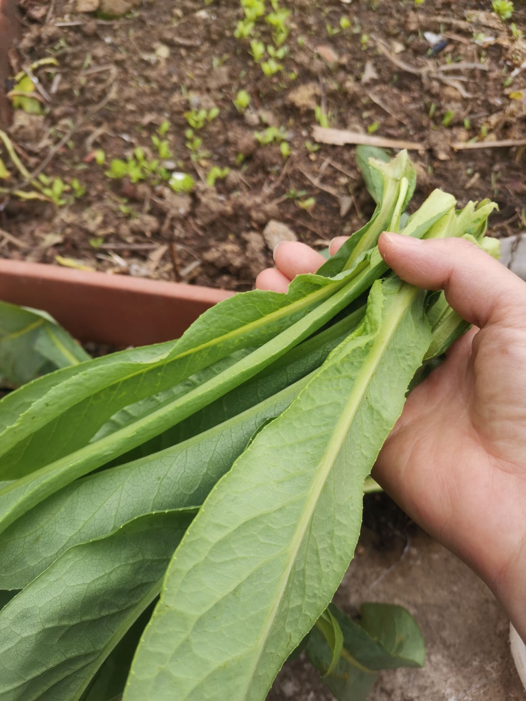 苦麦菜具有清热解毒,止血凉血的功效,苦麦菜还含有丰富的纤维素