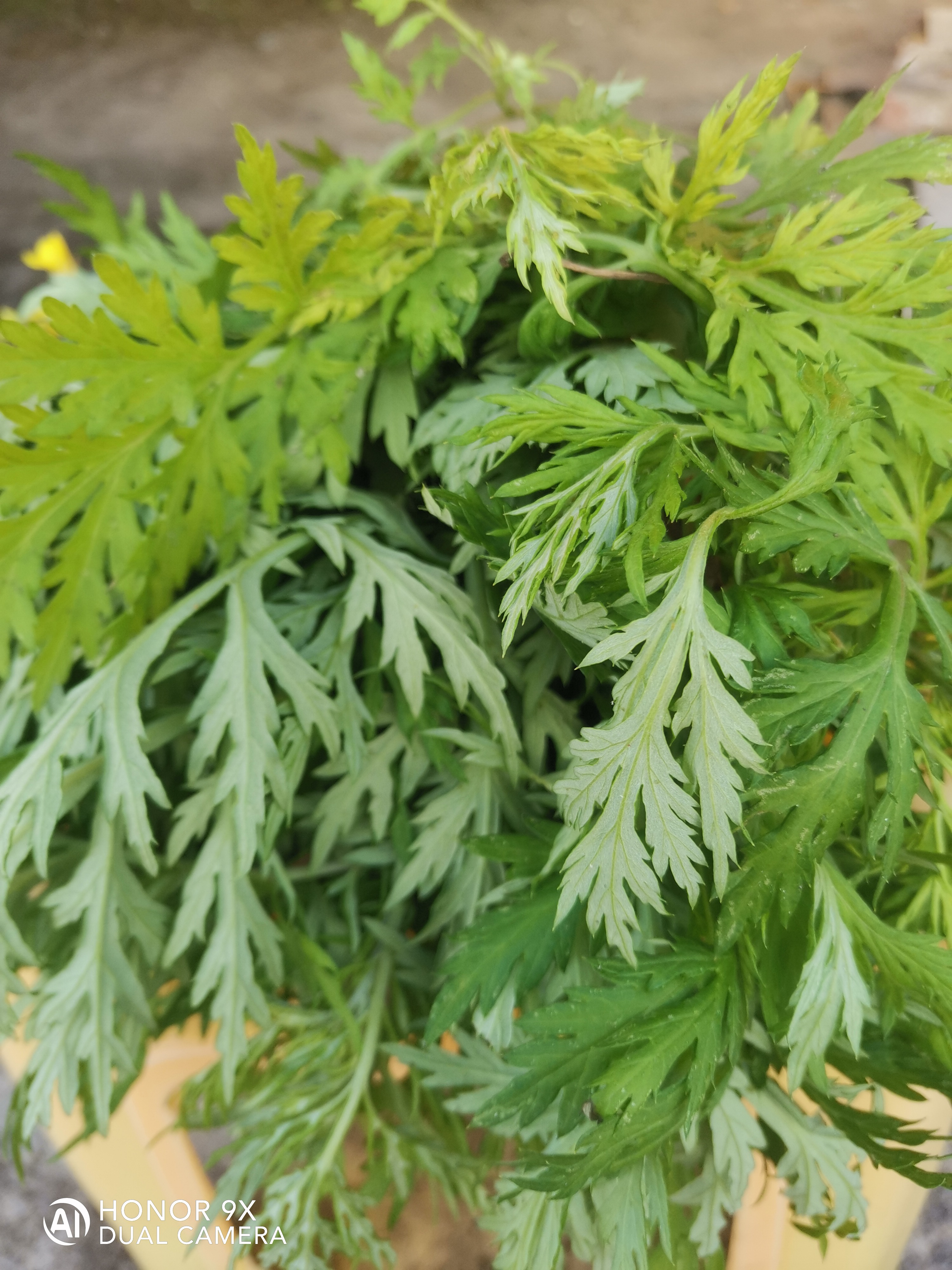 减肥过关攻略 艾草全身都是宝以前小时候在农村