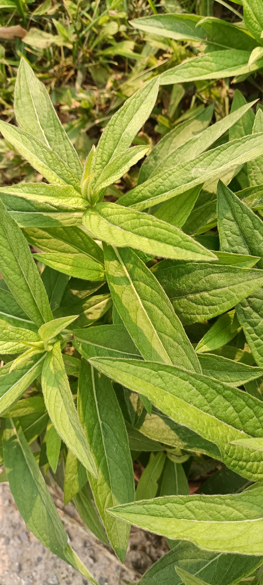 这种草叫什么名字? 平时很常见,叶子也很特殊,一副与众不同的样子