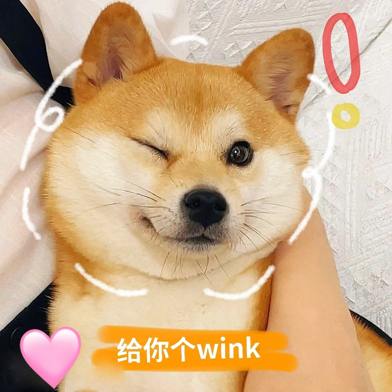 你们要的宠物表情包#萌宠# #猫咪# #狗狗# #萌宠搞笑合集