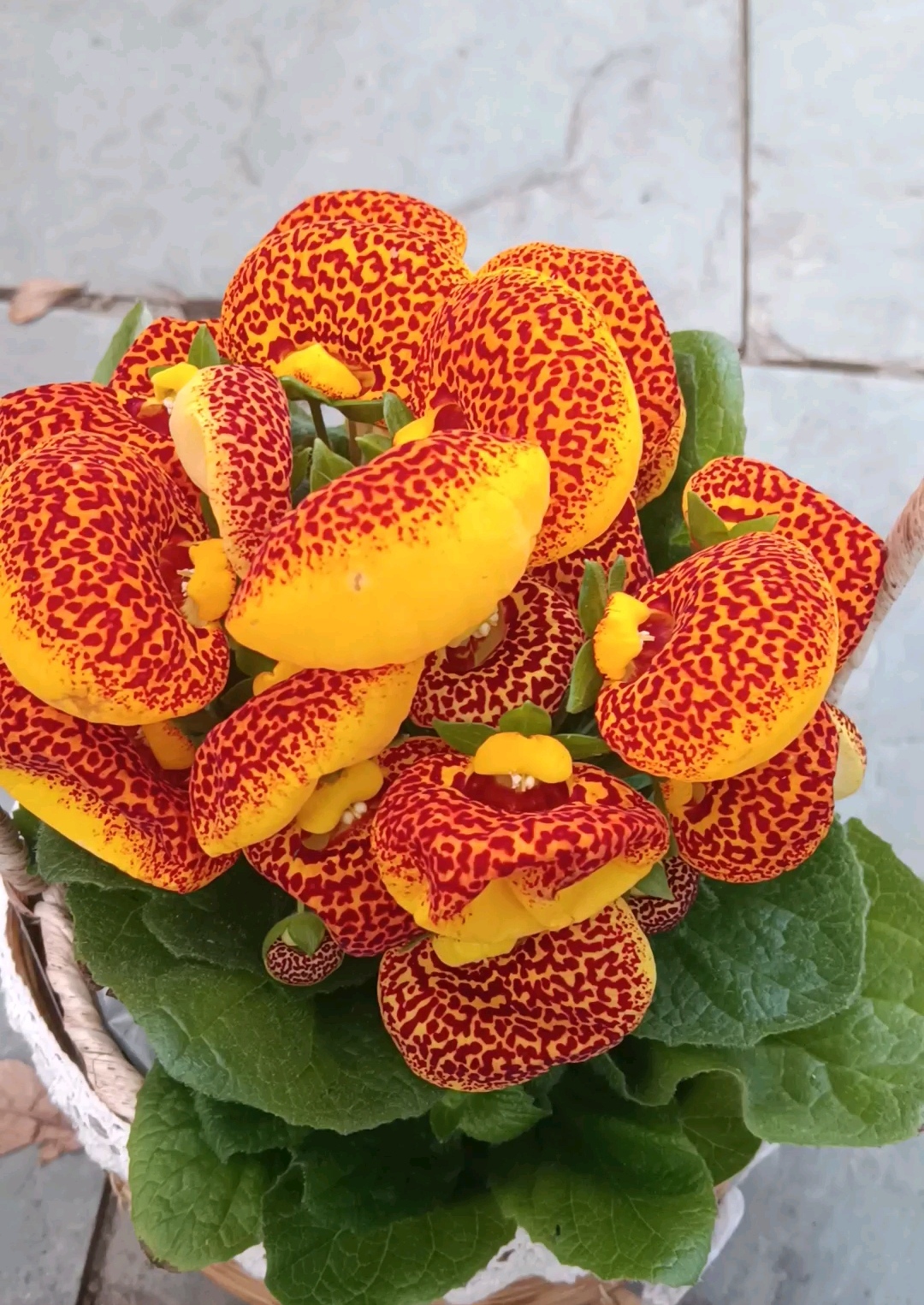 荷包花:别名元宝花,状元花,蒲包花