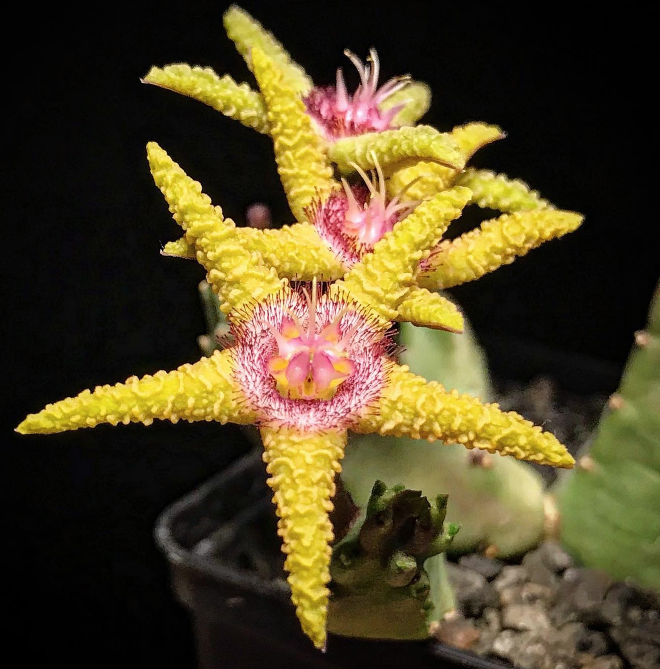 犀角属:别名腐肉花,海星花