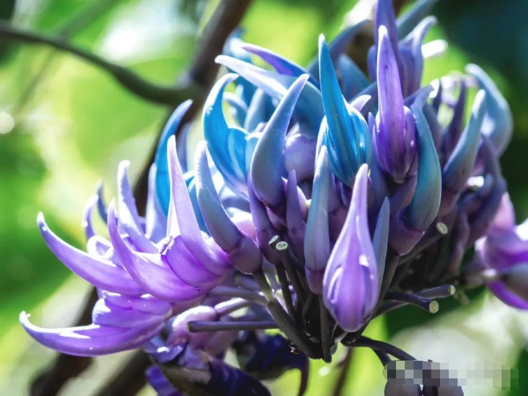 恶魔之爪翡翠葛,别名蓝爪翡翠葛,属豆科,原产菲律宾,为多年生藤本植物