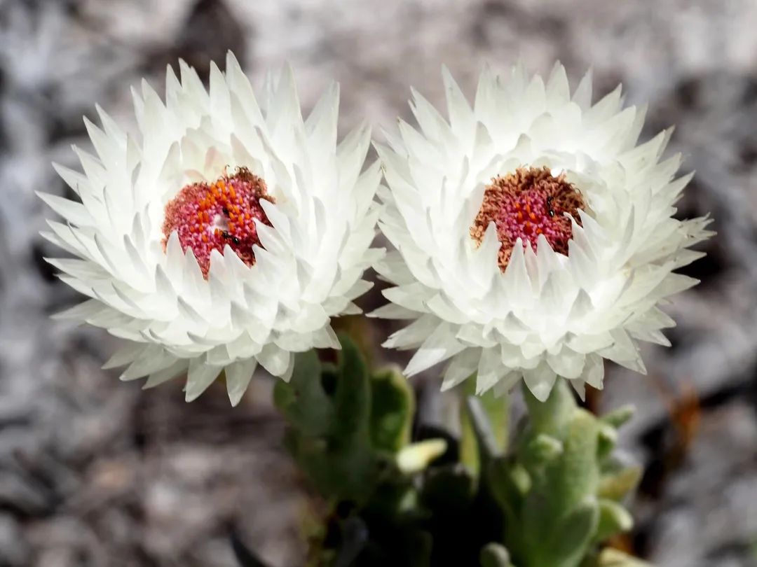 旱雪莲:别名妖精花.原产南非的菊科植物,非常珍贵的花材