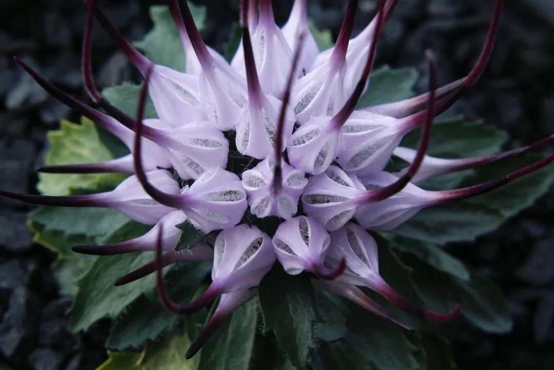 喙檐花:植物界的奇葩,恶魔之爪