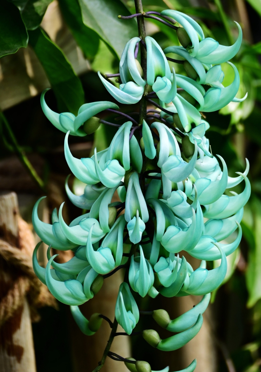 恶魔之爪翡翠葛,别名蓝爪翡翠葛,属豆科,原产菲律宾,为多年生藤本植物