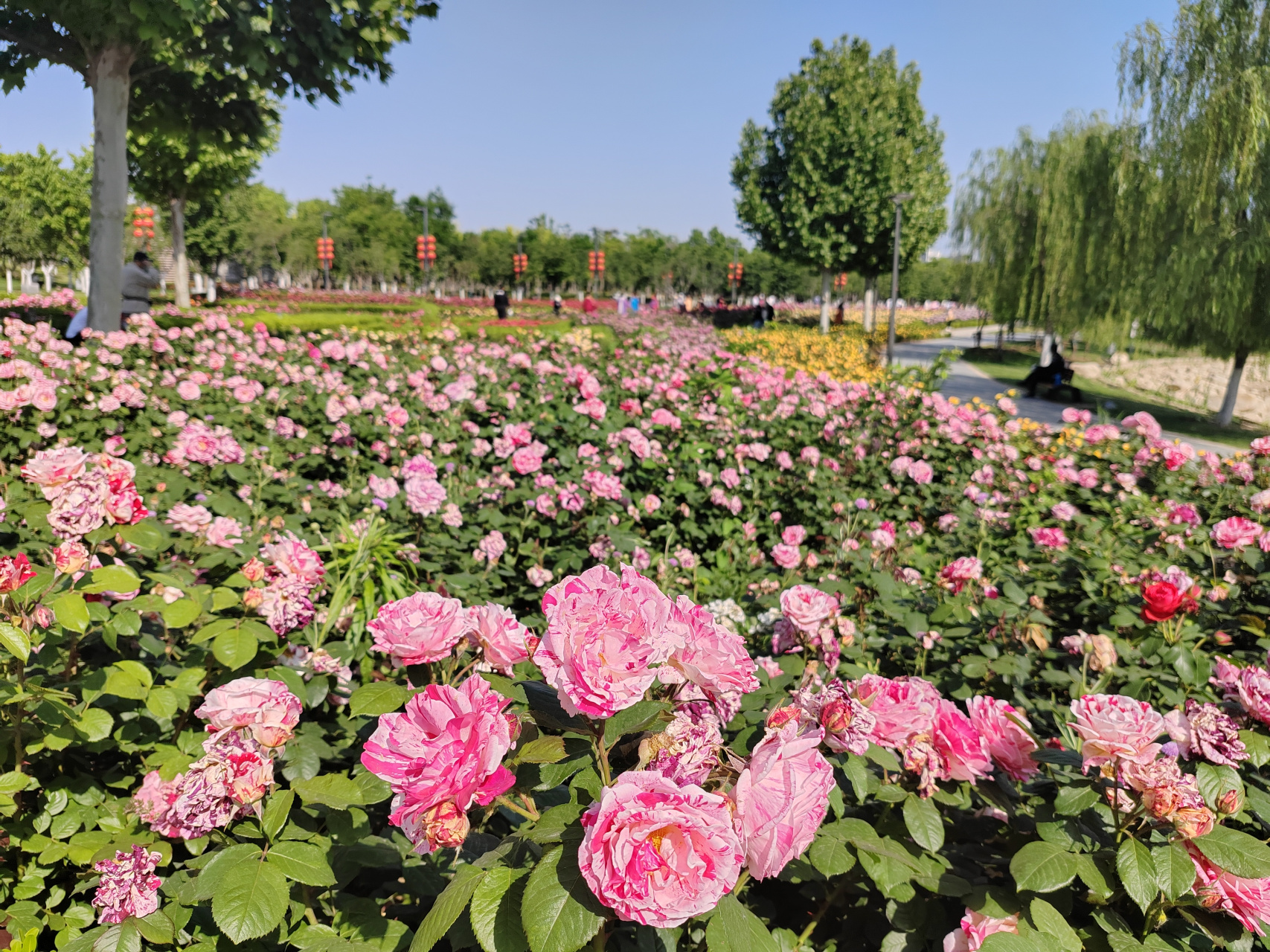 最美周边游# 济宁市任城区凤凰台植物园已经到了最美的季节!
