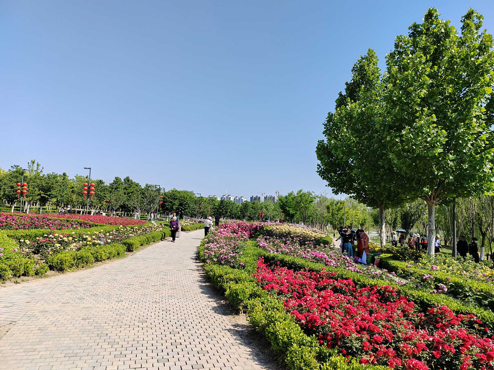 最美周边游# 济宁市任城区凤凰台植物园已经到了最美的季节!