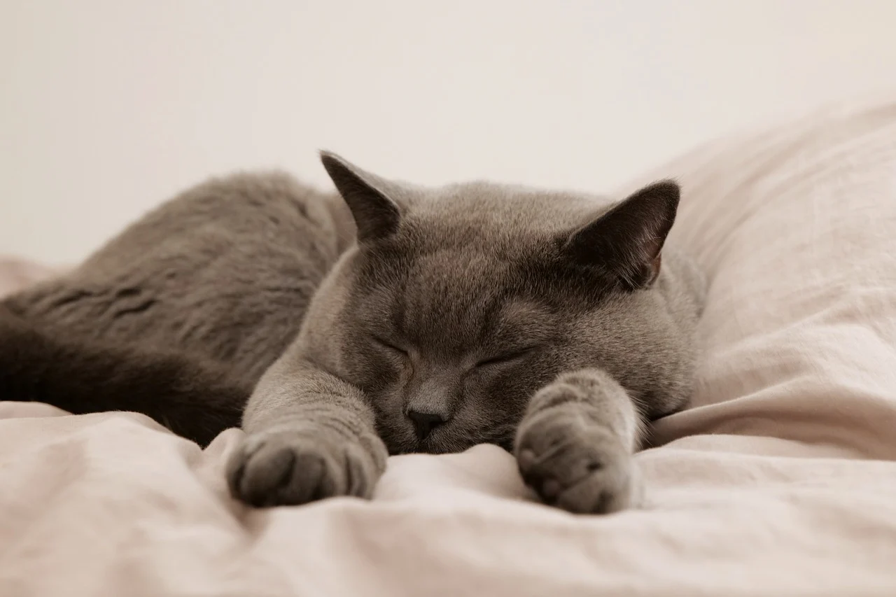动态连更挑战#当你家的猫咪在炎热的午后,懒洋洋地躺在窗台上,你是否