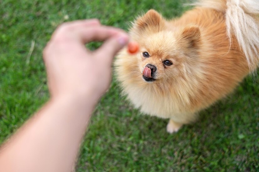 博美犬训练图片