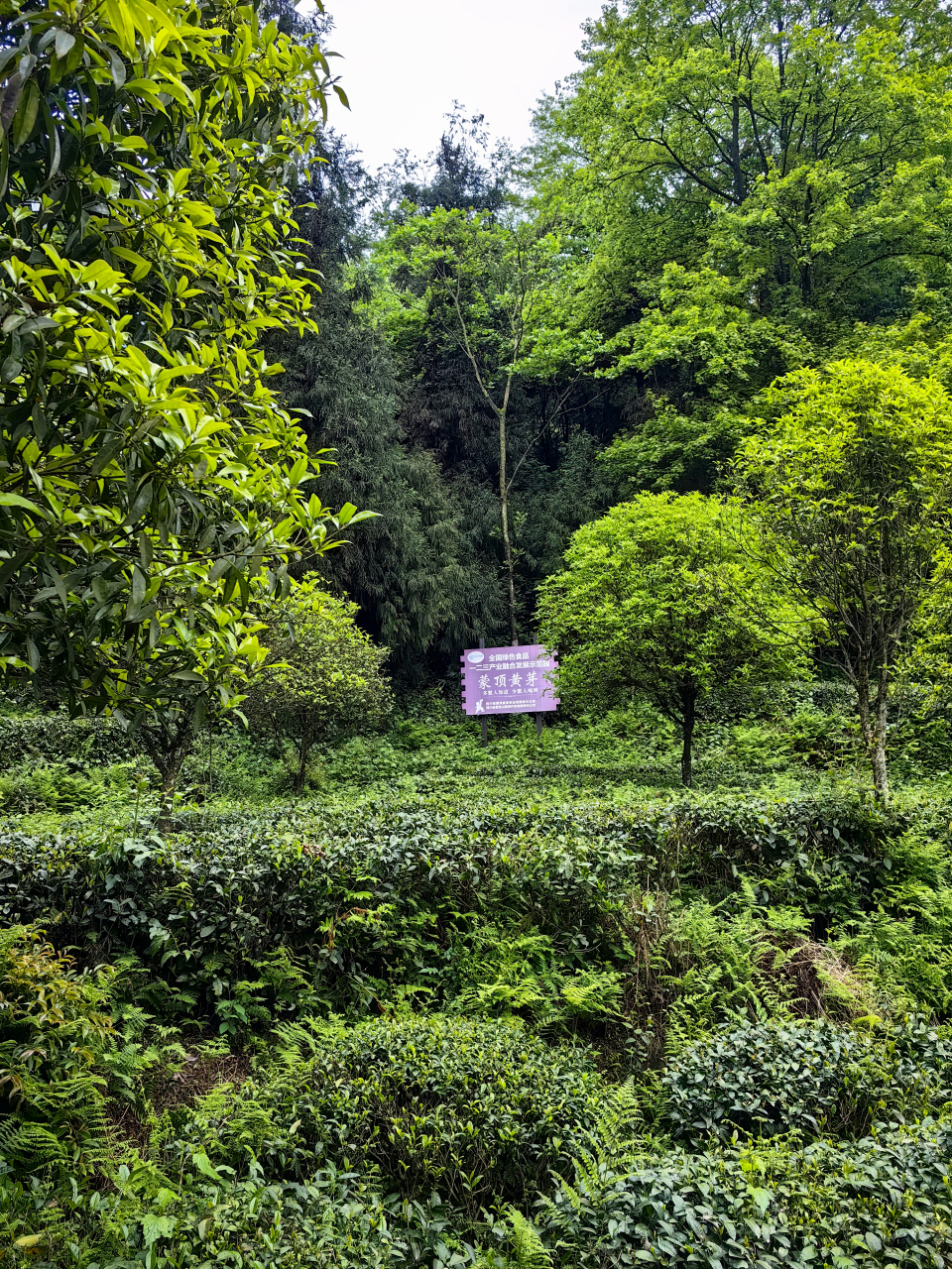 四川雅安蒙顶山.