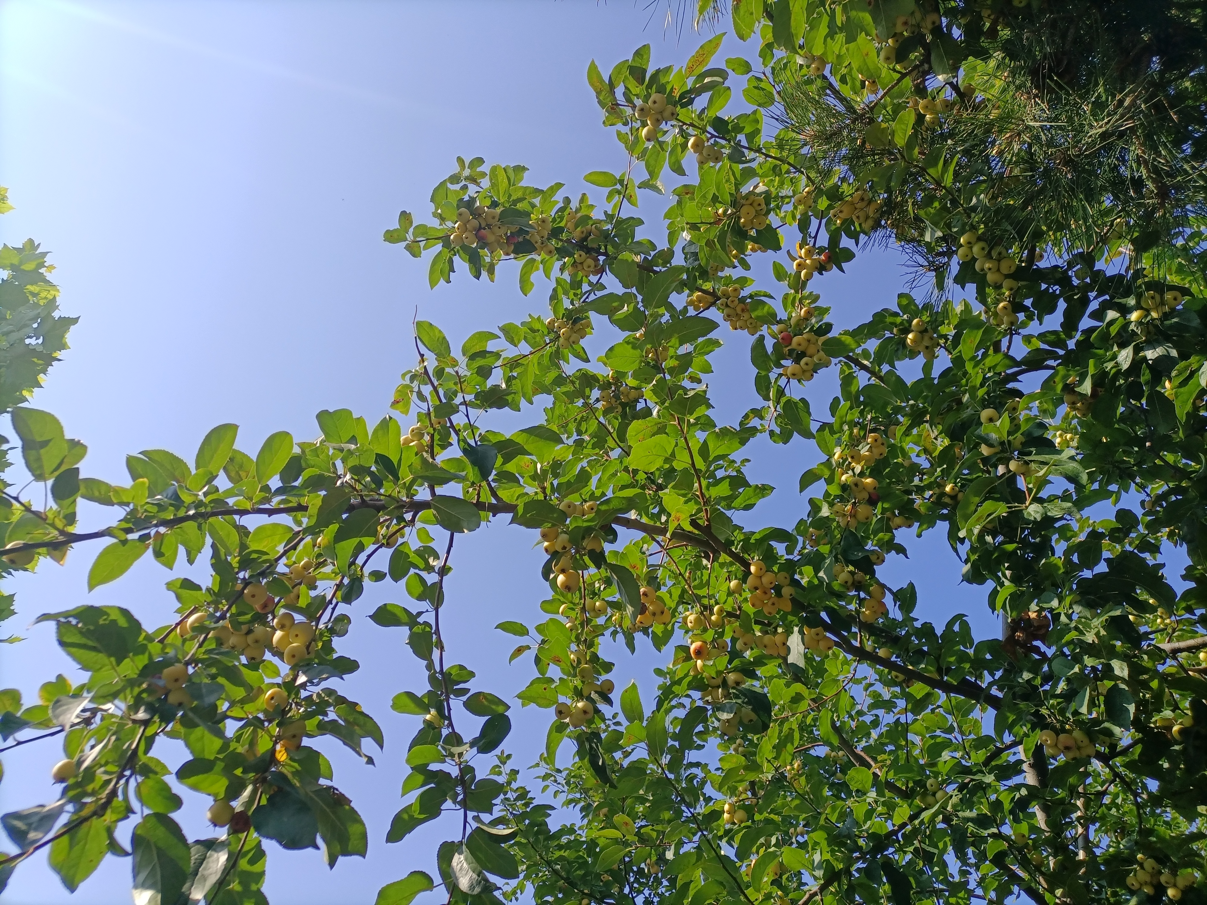 花红树果实图片图片