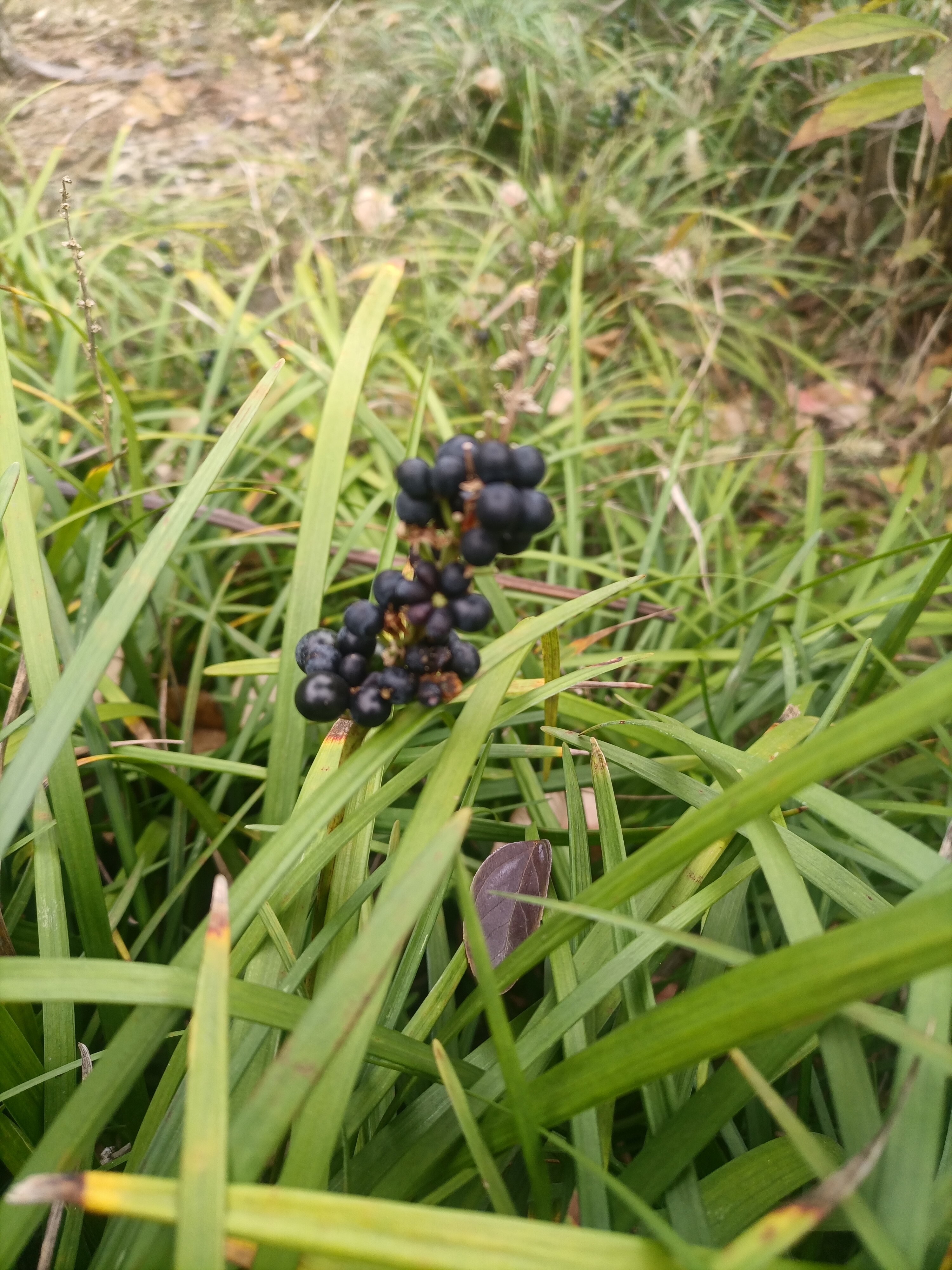 麦冬开花结果图片图片