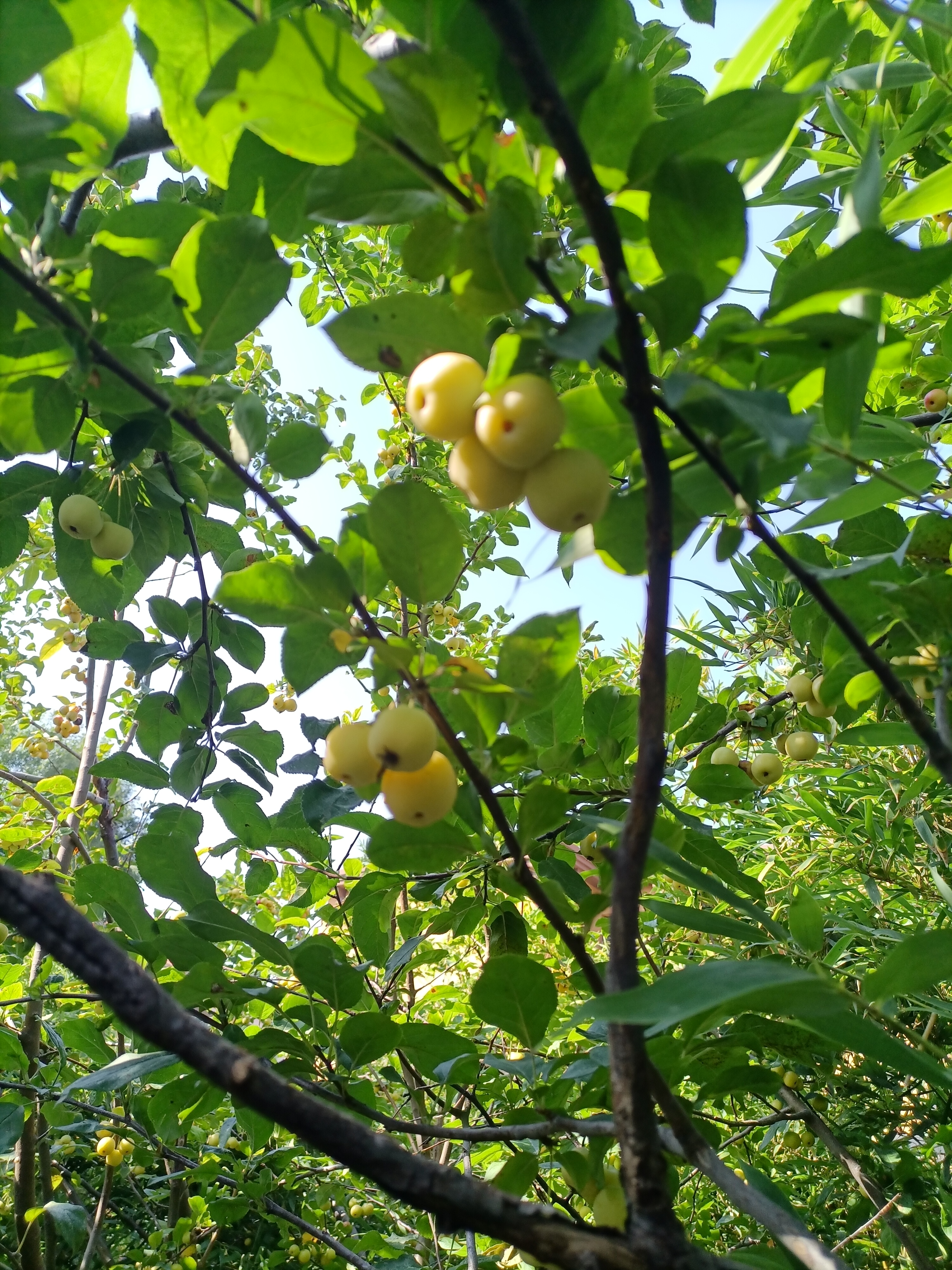 花红树果实图片图片