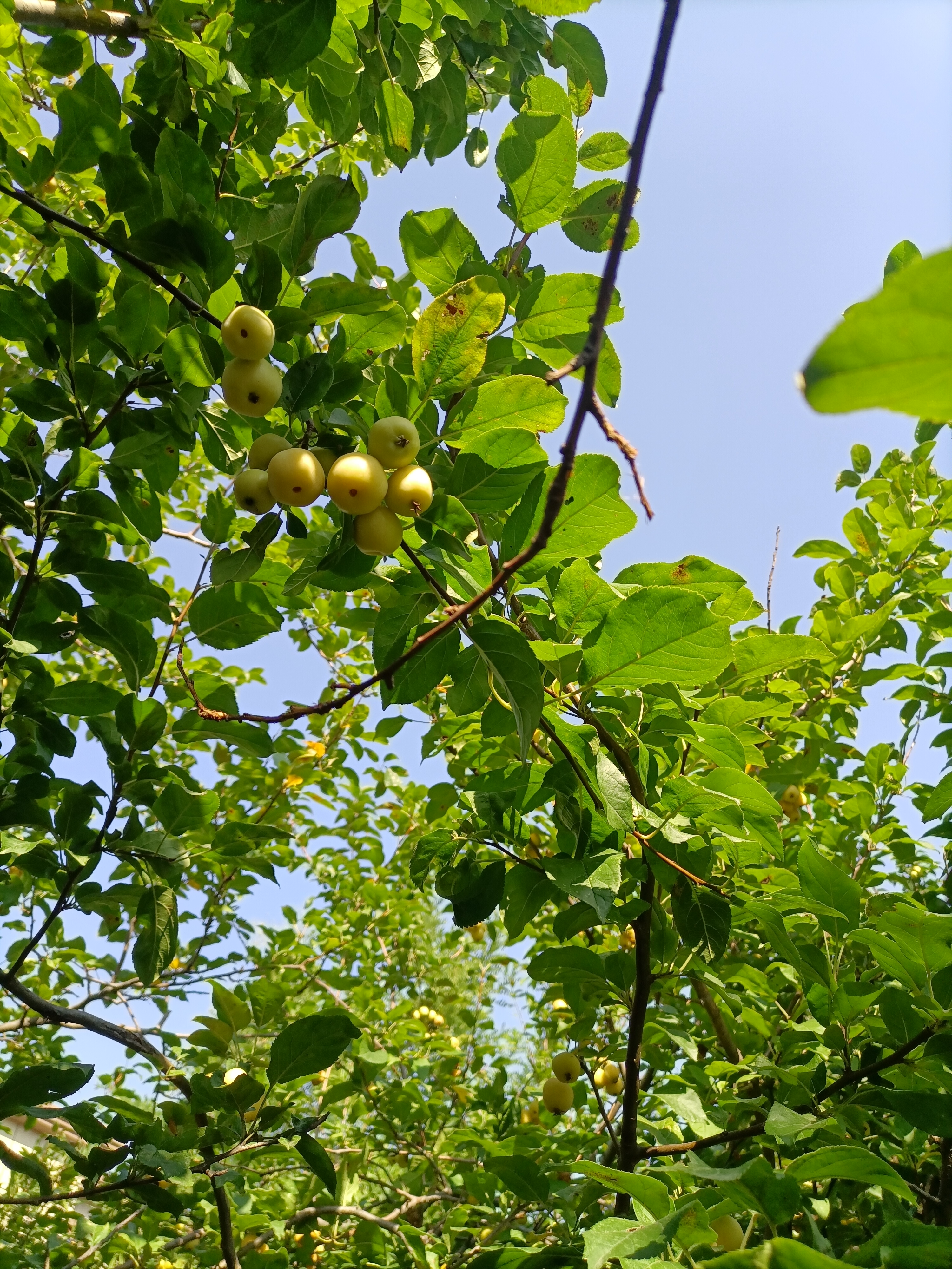 花红树果实图片图片