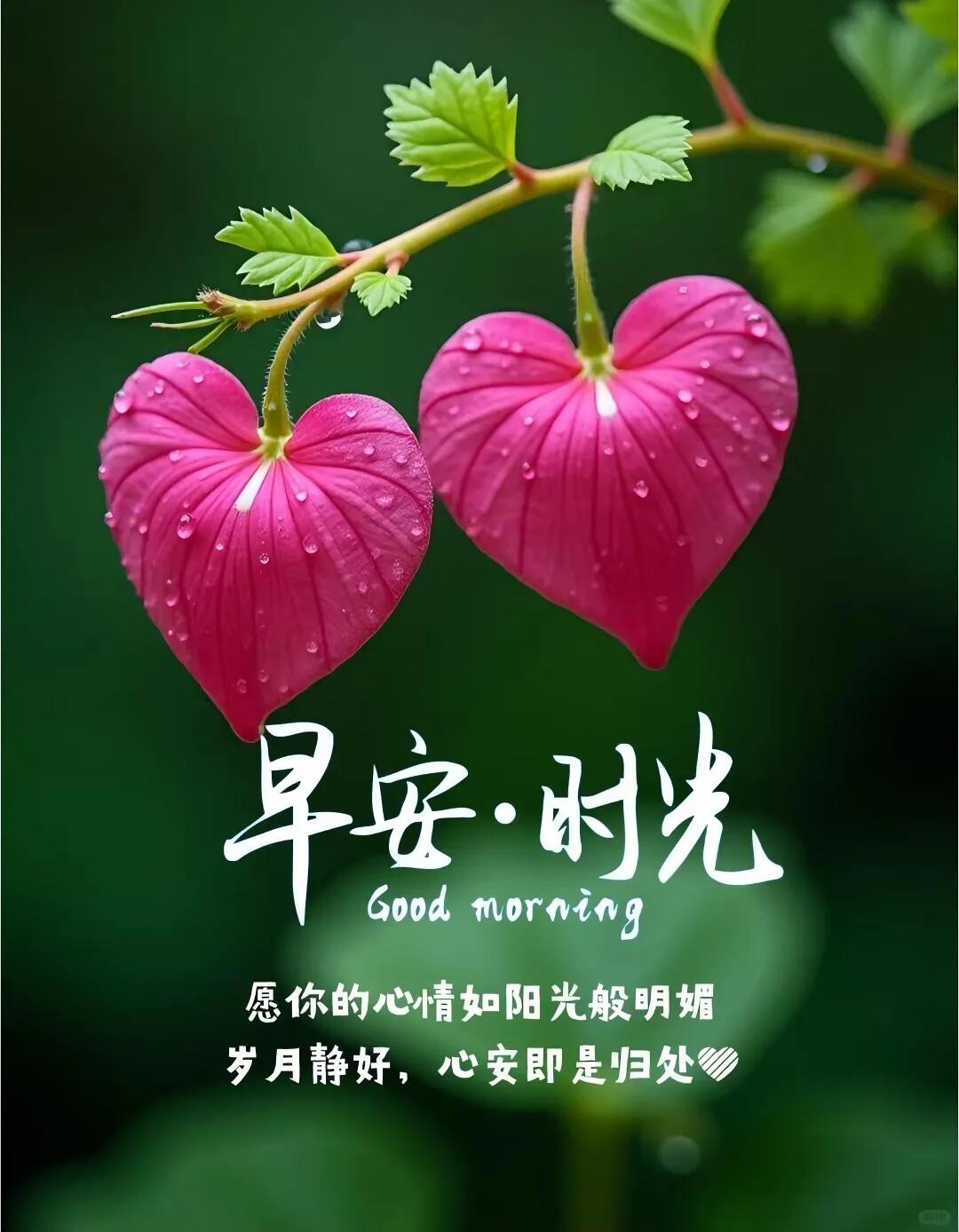 伴着一声鸟鸣,一抹晨光,道声"早上好"