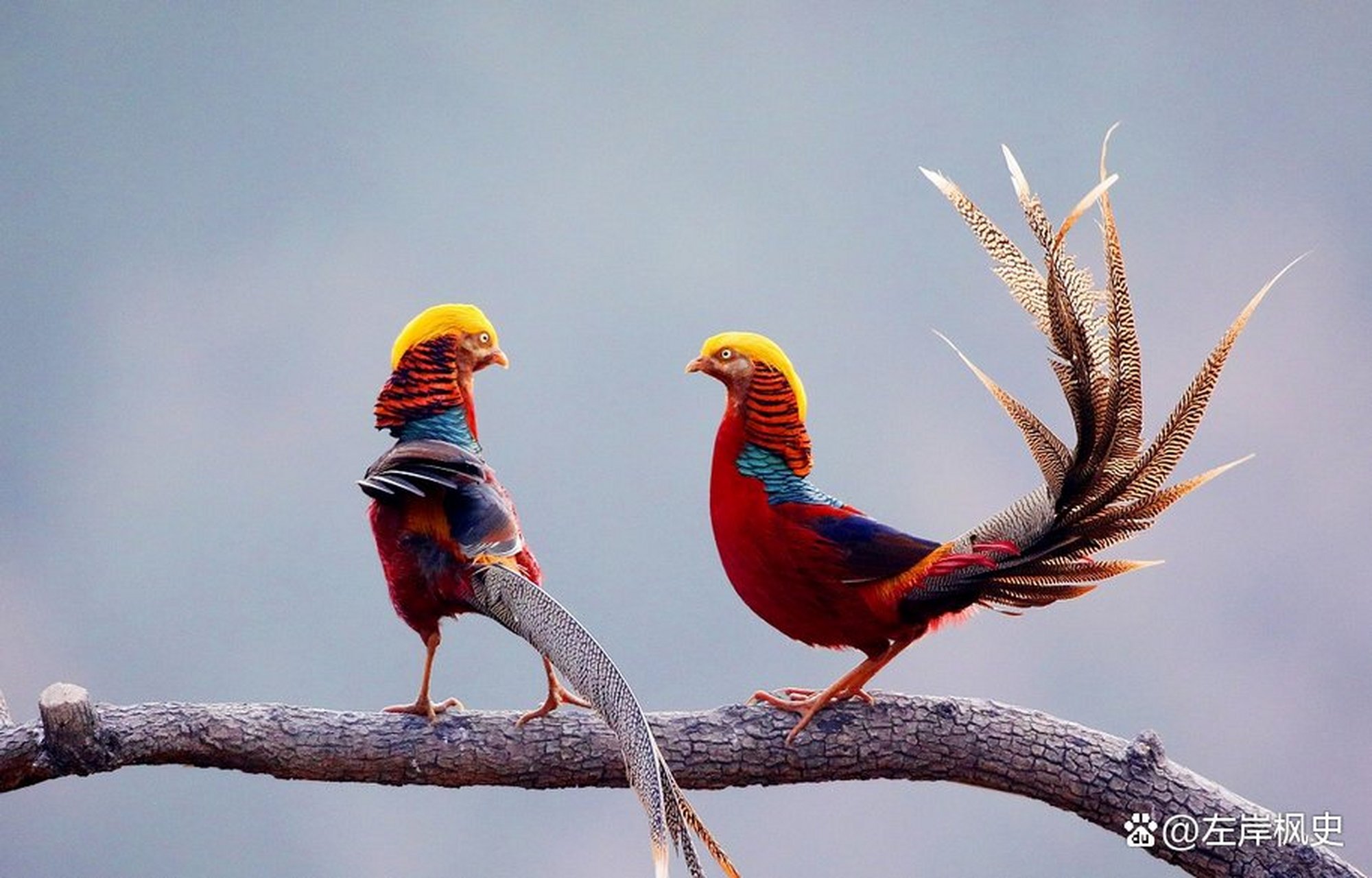 自然风光#五彩斑斓神仙鸟,双双栖树把歌唱,千万别用枪去打,留与后人