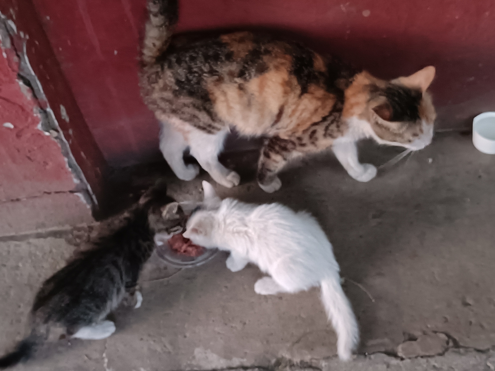 盛夏,又一群小流浪猫的出生,带给人们的是,无尽的烦恼,流浪猫的问题