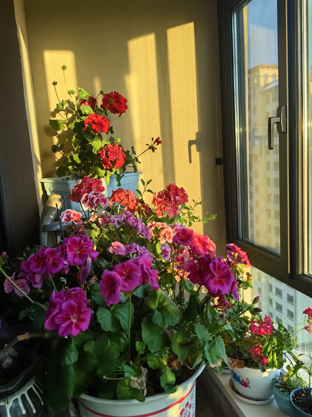 今天的窗台,天竺葵在阳光下轻轻摇曳,每一片花瓣都盛满了阳光的吻痕