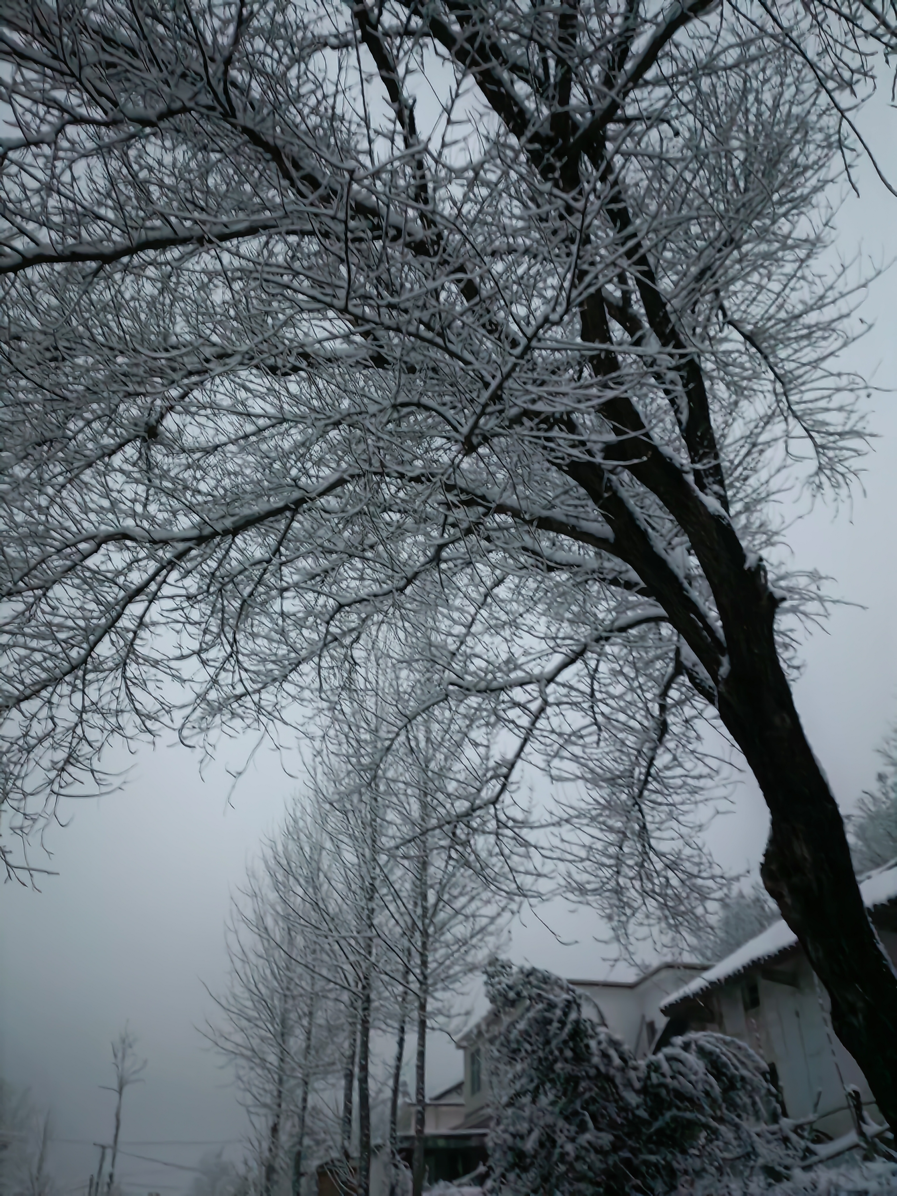 谁不喜欢雪夜的枯树呢