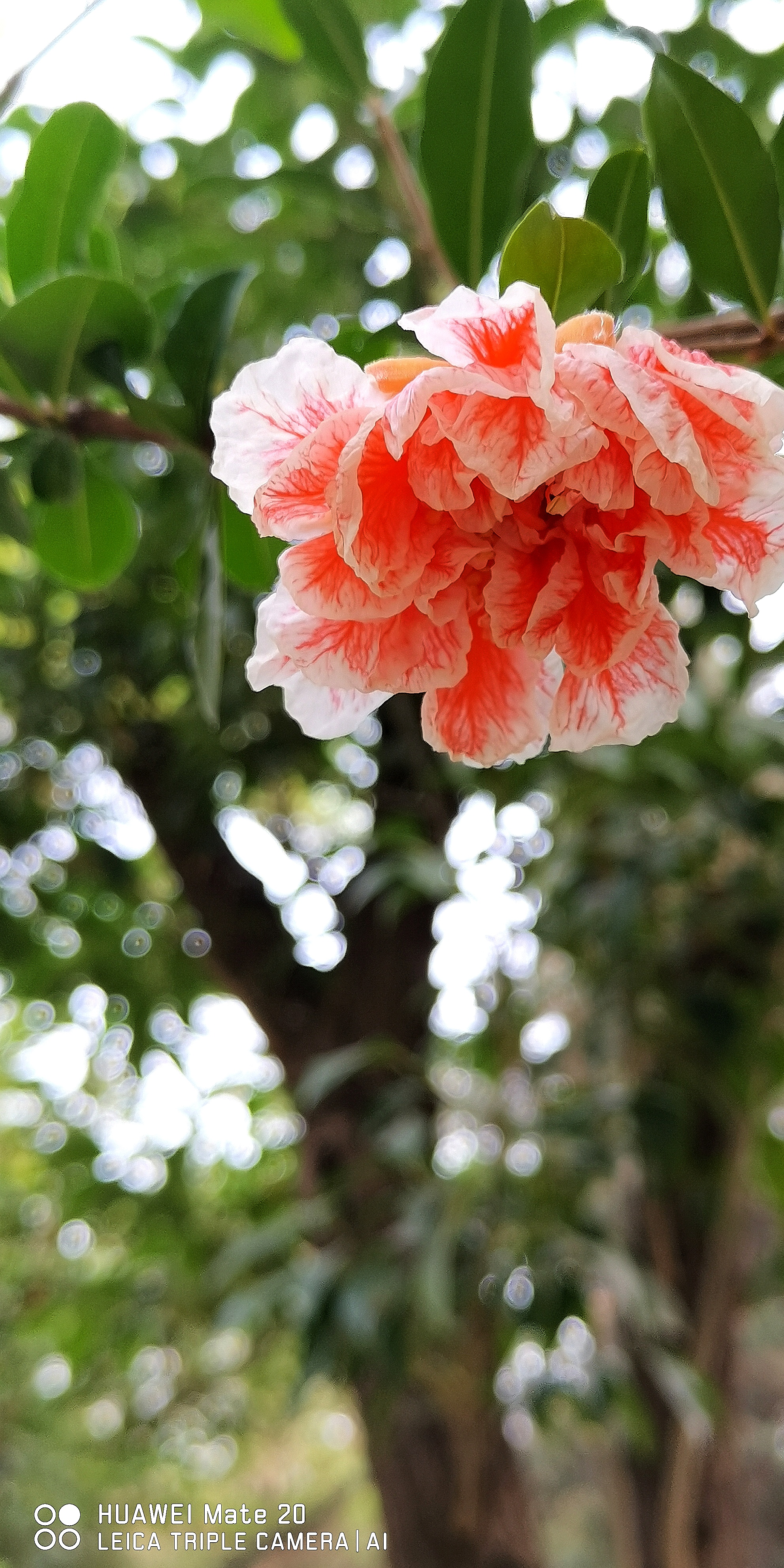 莲花池公园的"玛瑙石榴花"