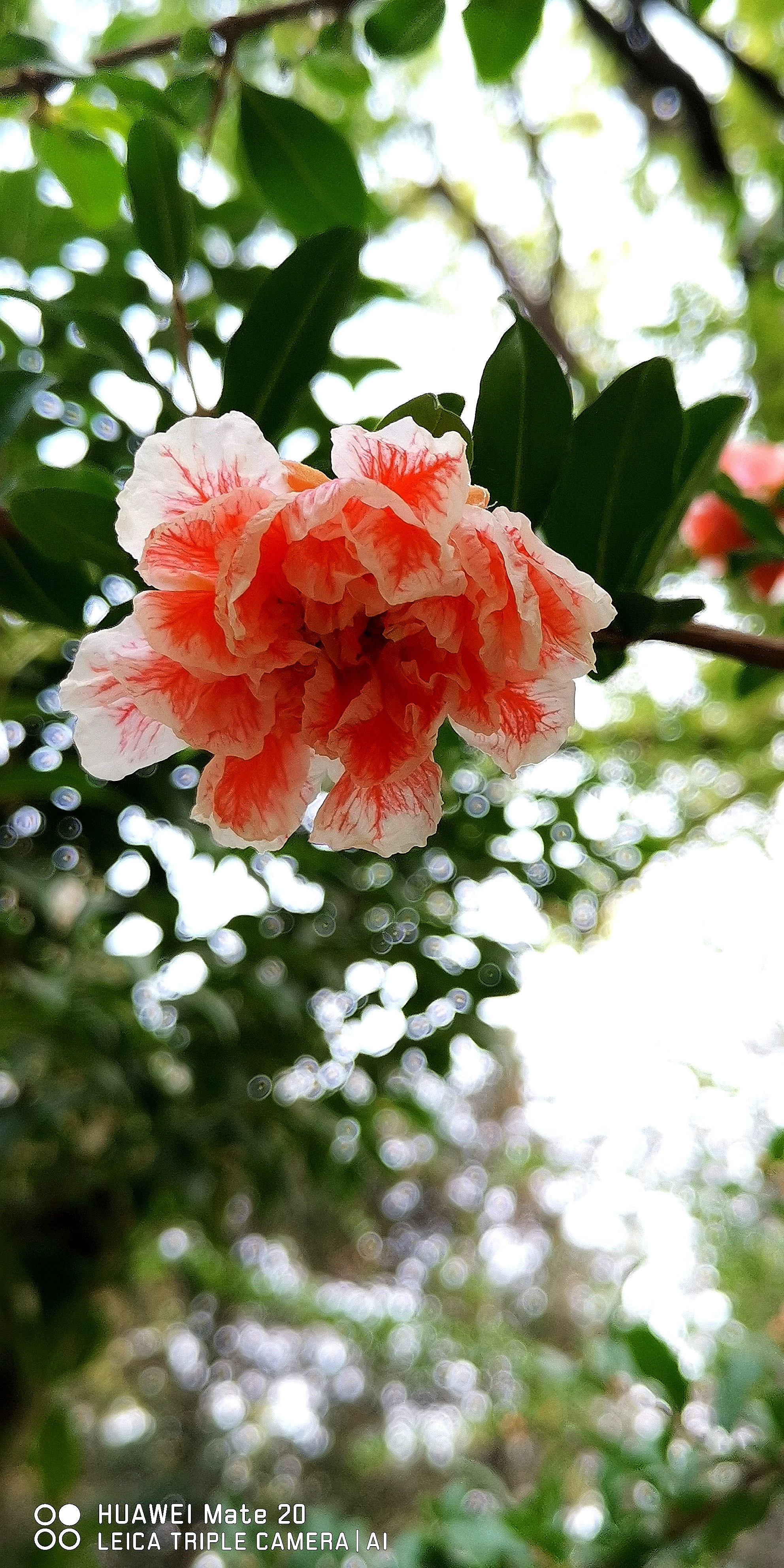 莲花池公园的"玛瑙石榴花"