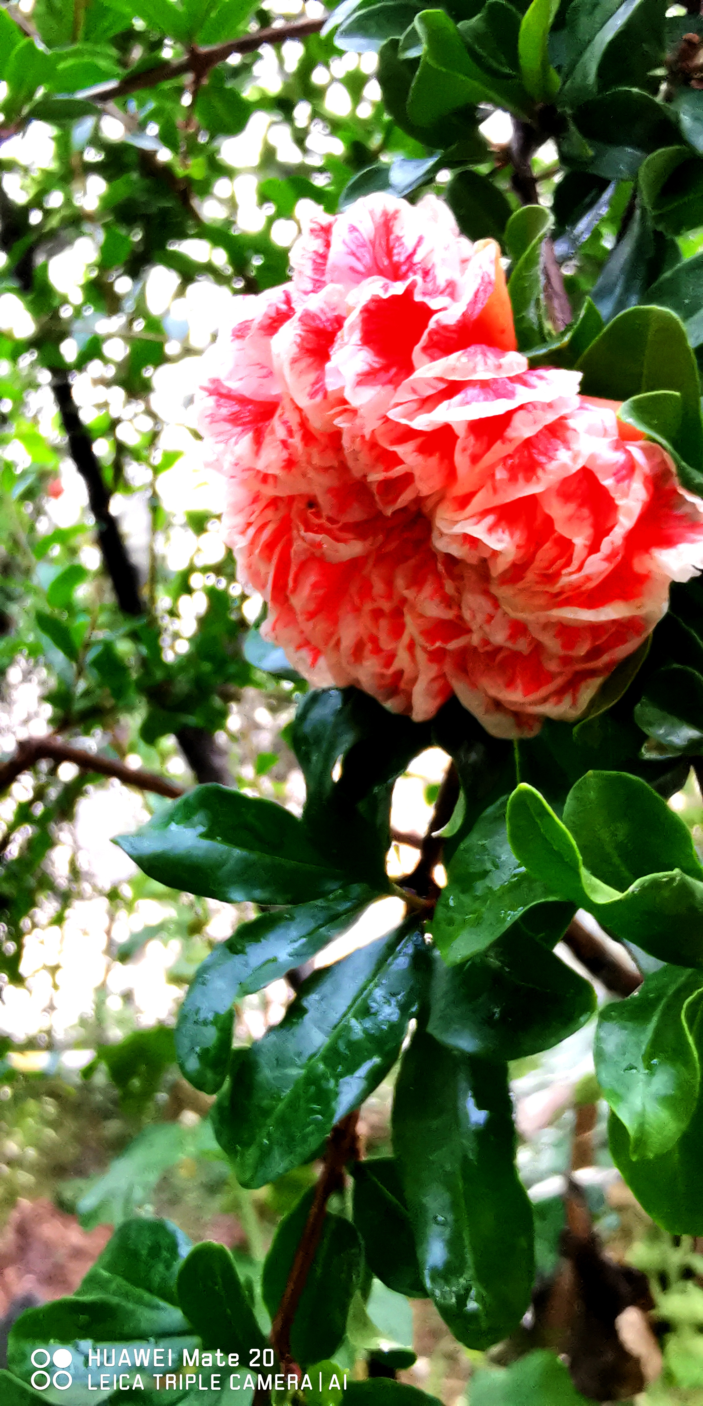 莲花池公园的"玛瑙石榴花"