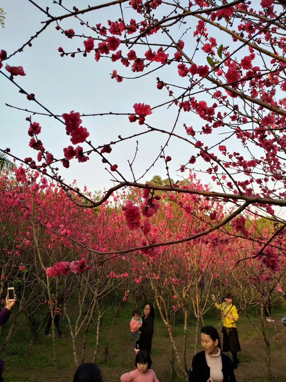 春色漫过枝头,三千桃夭灼灼其华,绯红云霞坠满庭园