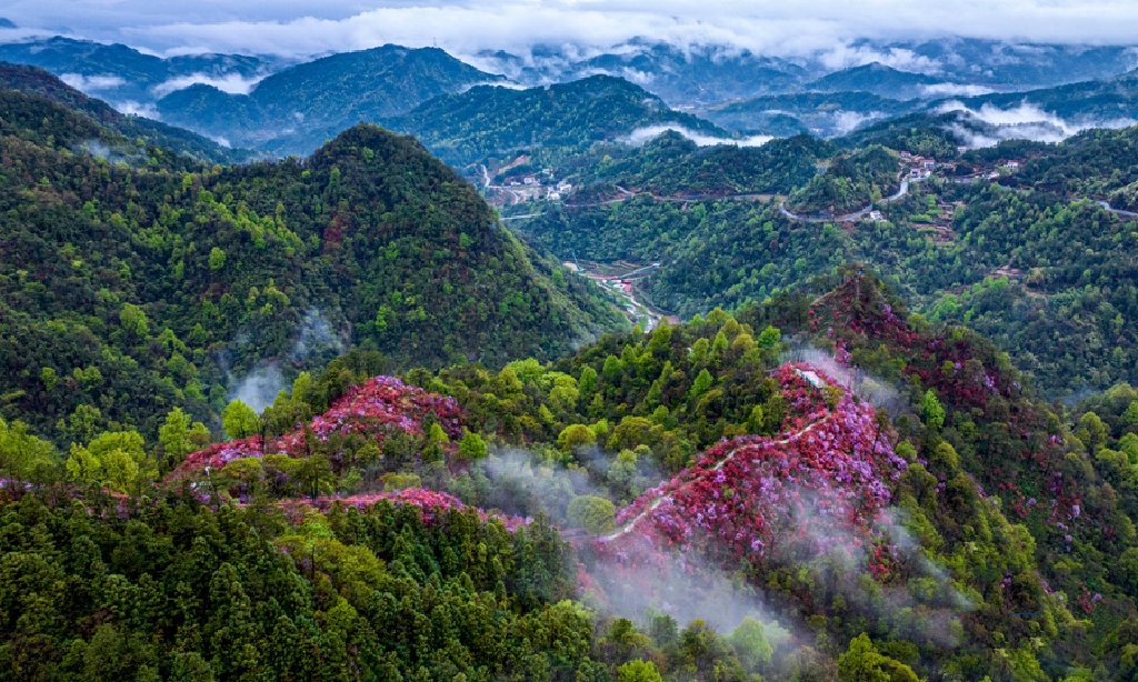 安徽岳西杜鹃花图片