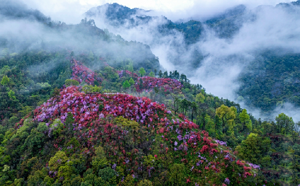 聚焦 / 安徽岳西:云岭杜鹃映山红.