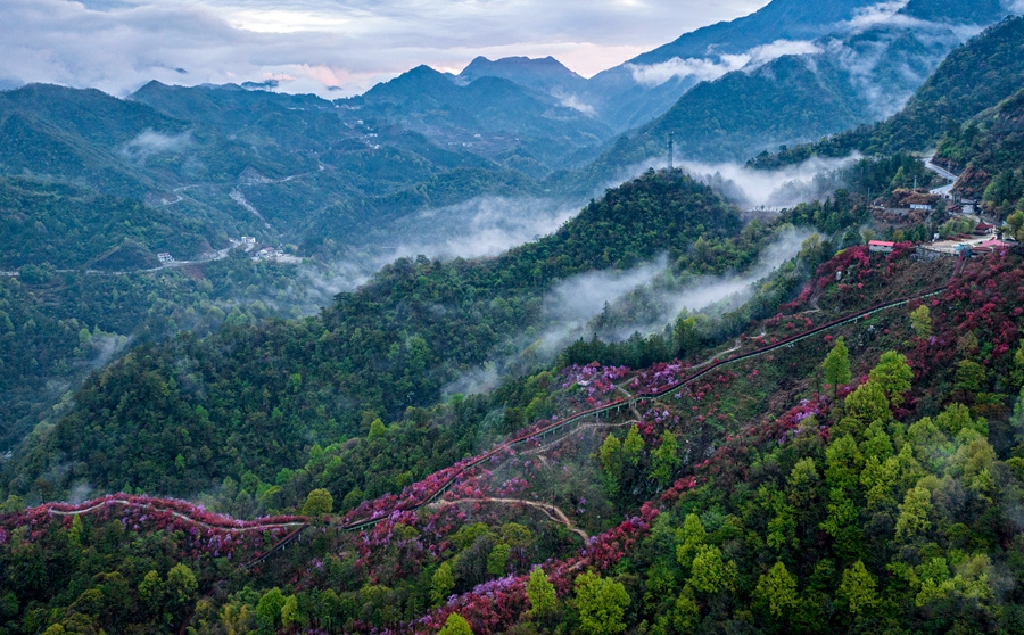 安徽省安庆市岳西县河图镇天峡景区的千亩野生高山杜鹃竞相开放,美不