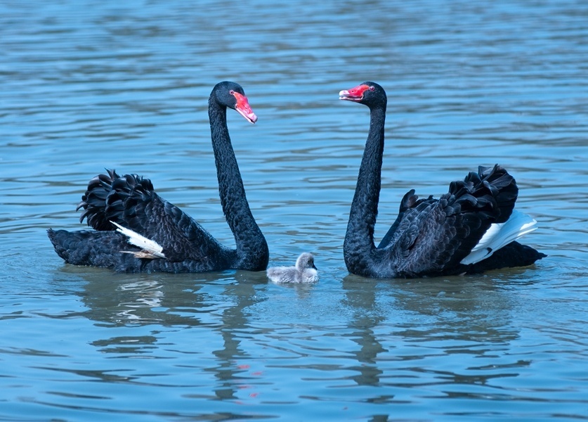 聚焦 / 江苏扬州:"动物情侣"花式秀恩爱.爱是一种成长,爱是一种陪伴.