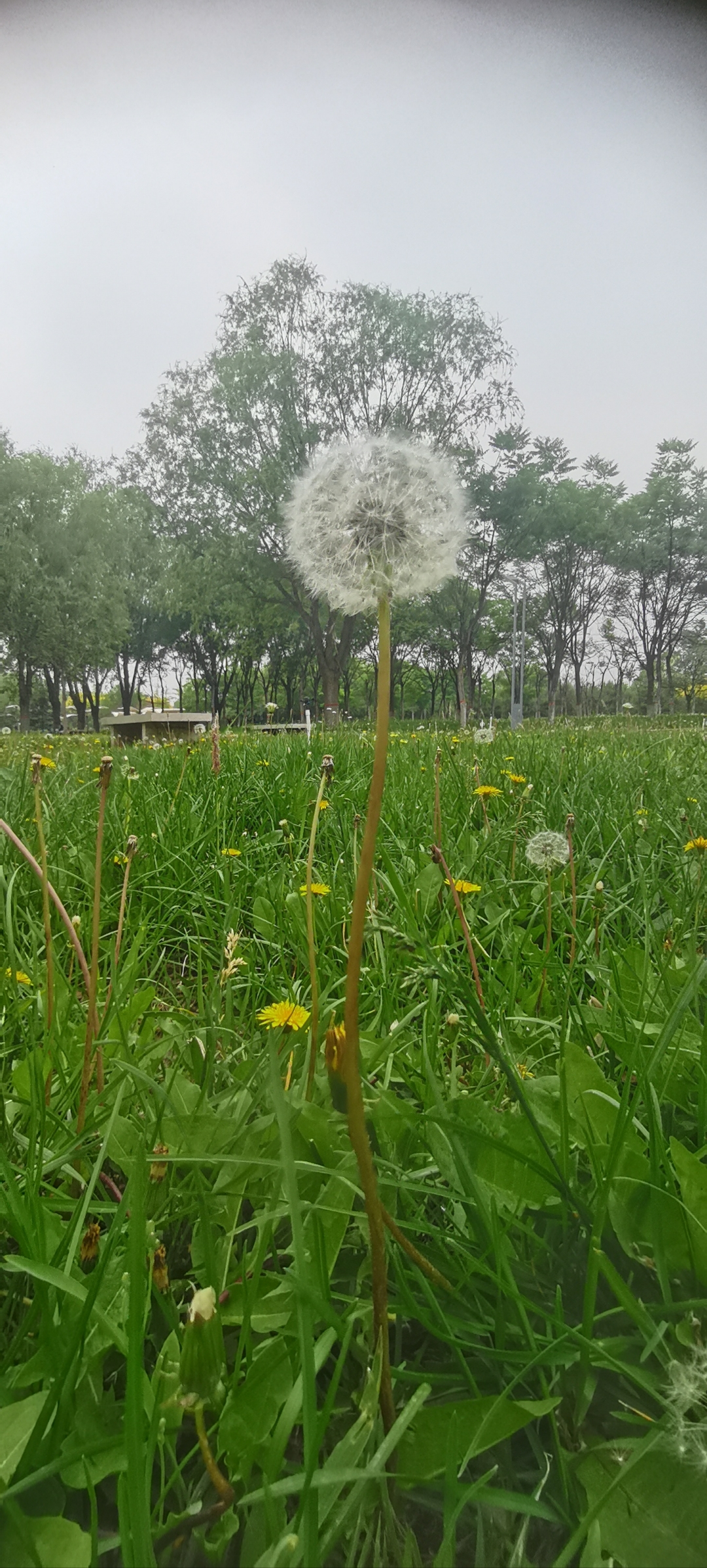 蒲公英草地图片