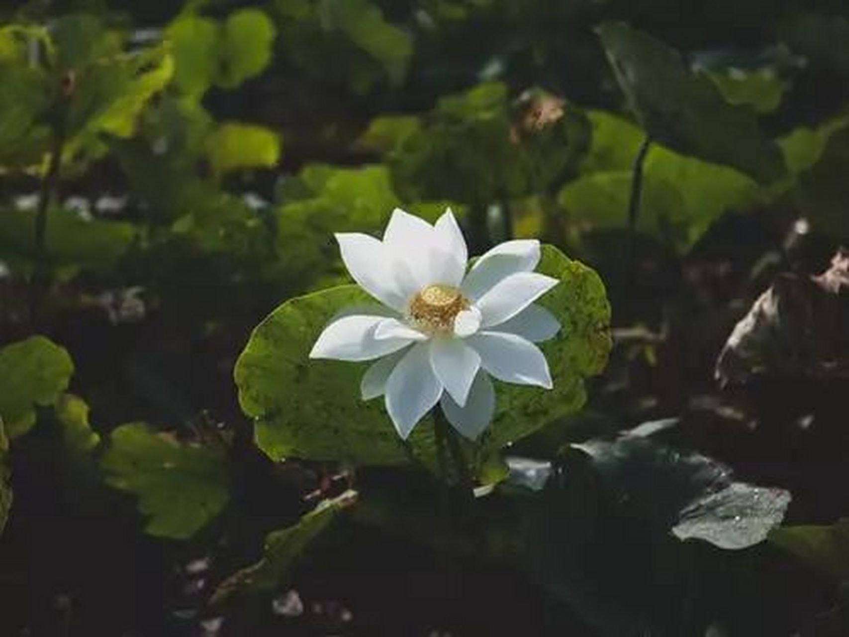 人生路上,鞋要合腳,人要合拍 讀過這樣一句話:切莫只貪圖鞋的華貴,而