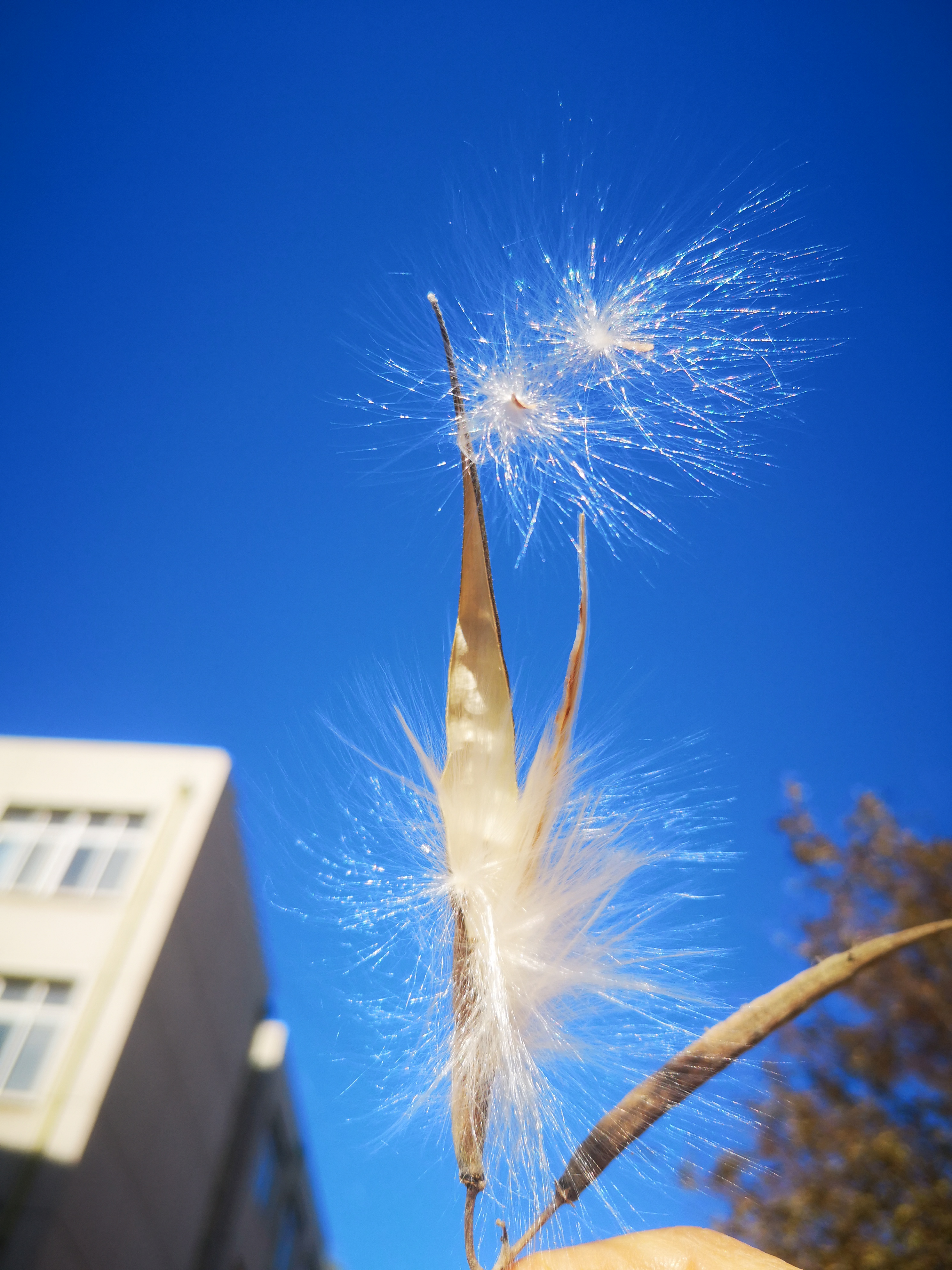 这片蓝天下的建筑见证了它的成长,也让我们对未来充满期待.