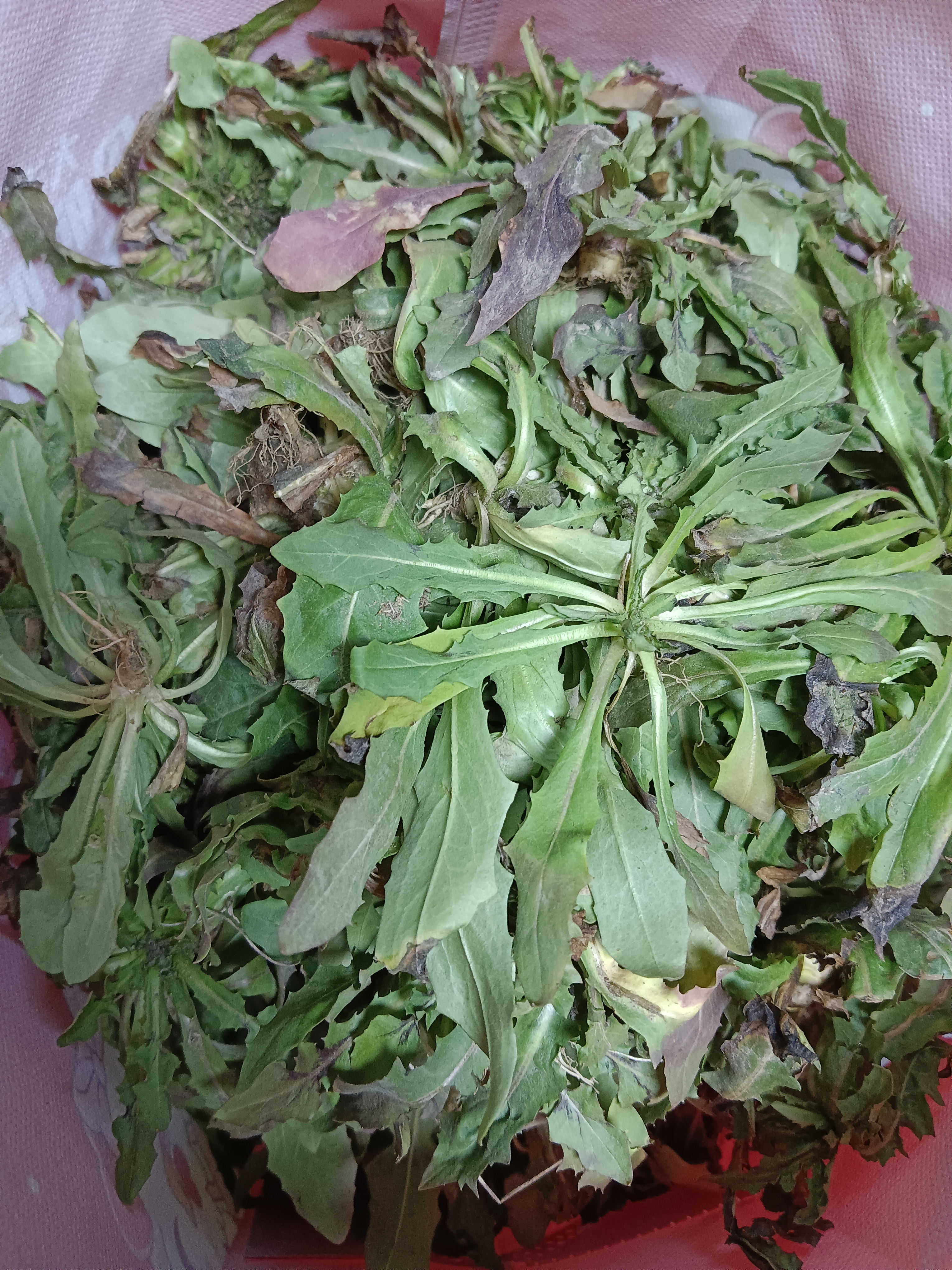 哪位大神告诉我这到底是不是婆婆丁?或者说这到底是什么菜能不能吃?