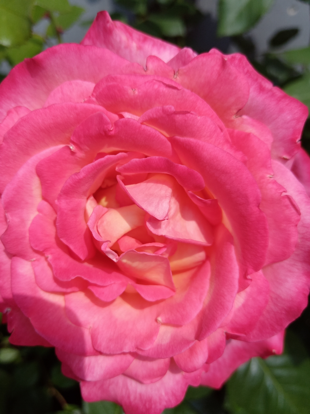 这朵粉红色玫瑰花犹如童话中的公主,散发着甜美的气息.