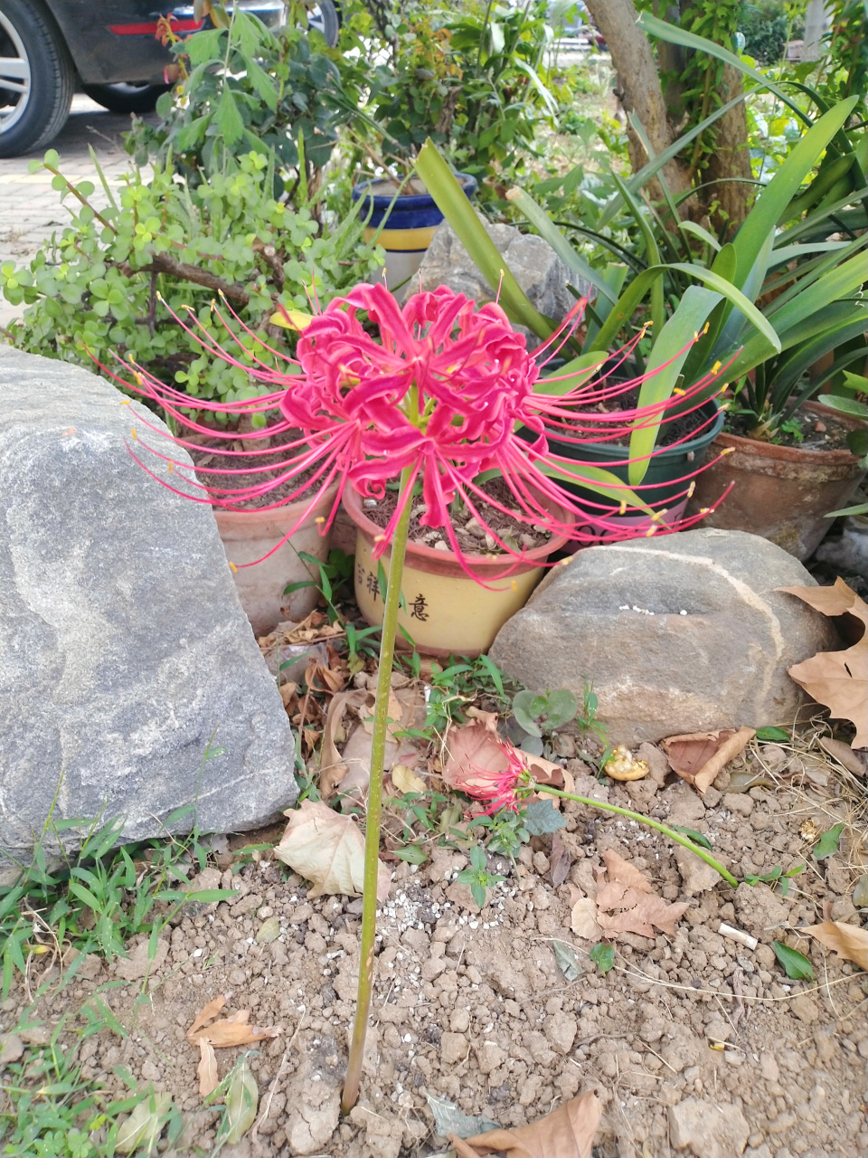 圓融世界 一一花的啟示 山外青山花外花, 花裡紅花花即花.