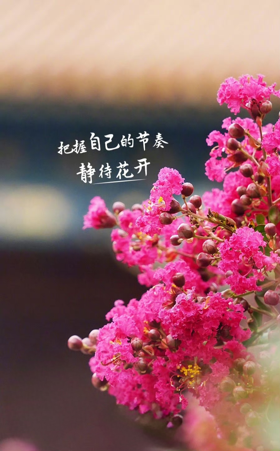 把握自己的节奏,静待花开.每个人的生命轨迹都是独一无二的,不必羡慕